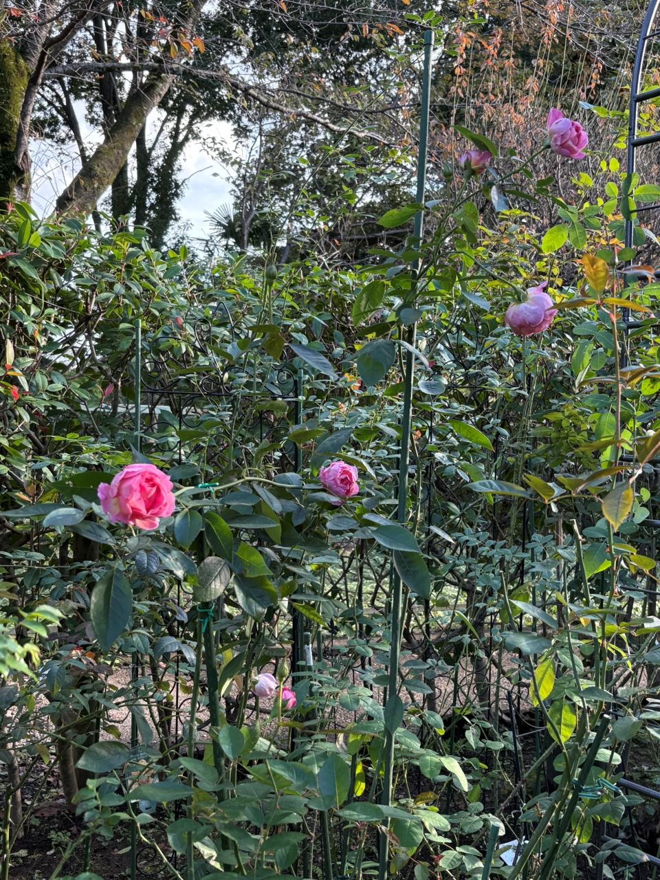 ジェネラシオン・ジャルダン裸苗89週後