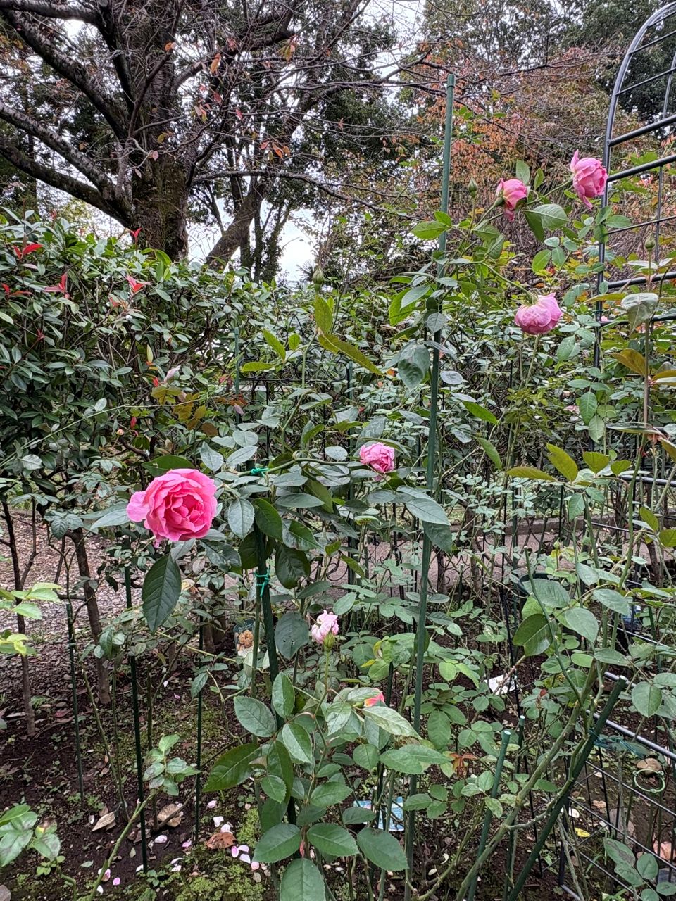 ジェネラシオン・ジャルダン裸苗90週後