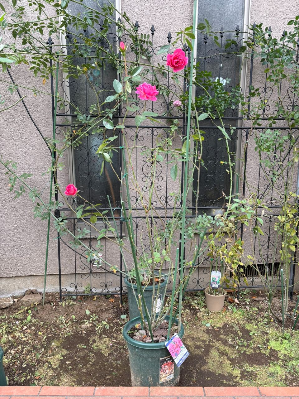 ジェネラシオン・ジャルダン裸苗95週後