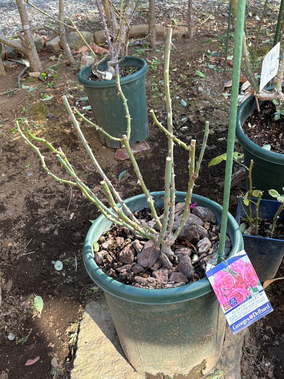 ジェネラシオン・ジャルダン裸苗99週後