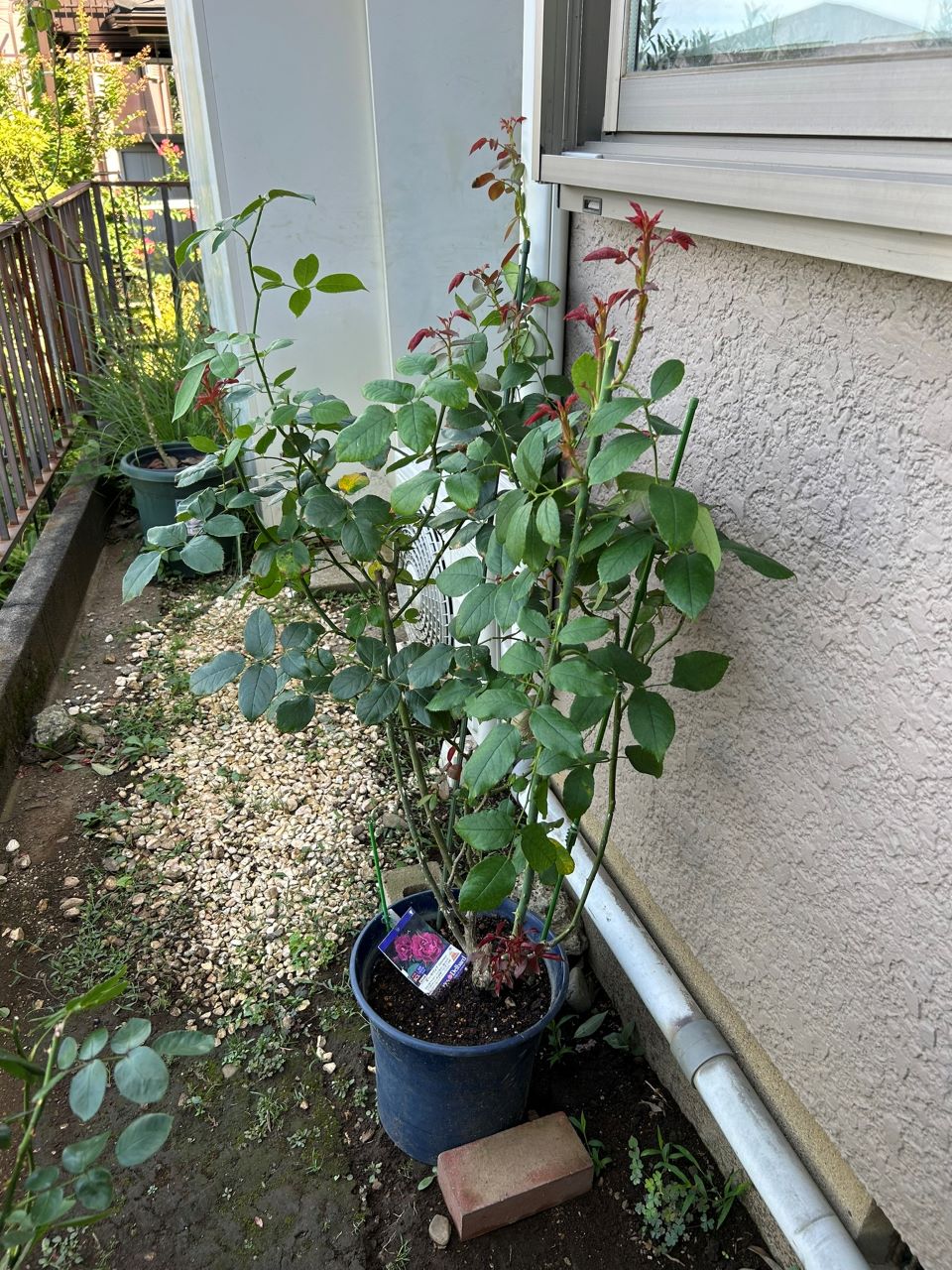 ギー・サヴォア大苗83週後