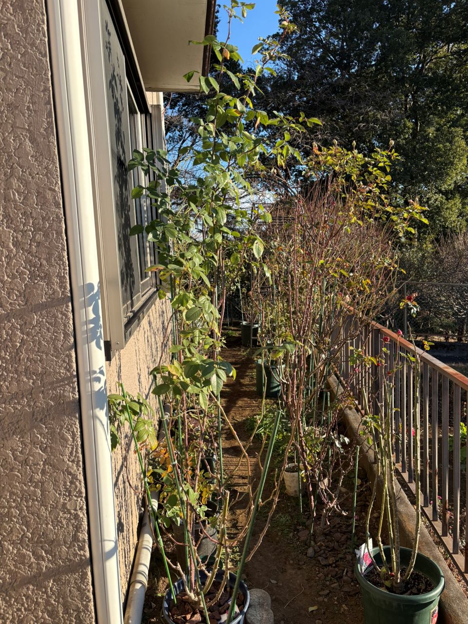 ギー・サヴォア大苗106週後