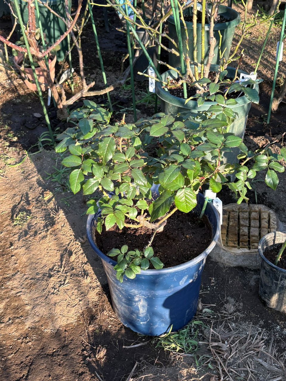 ルタンデスリーズ大苗の13週後