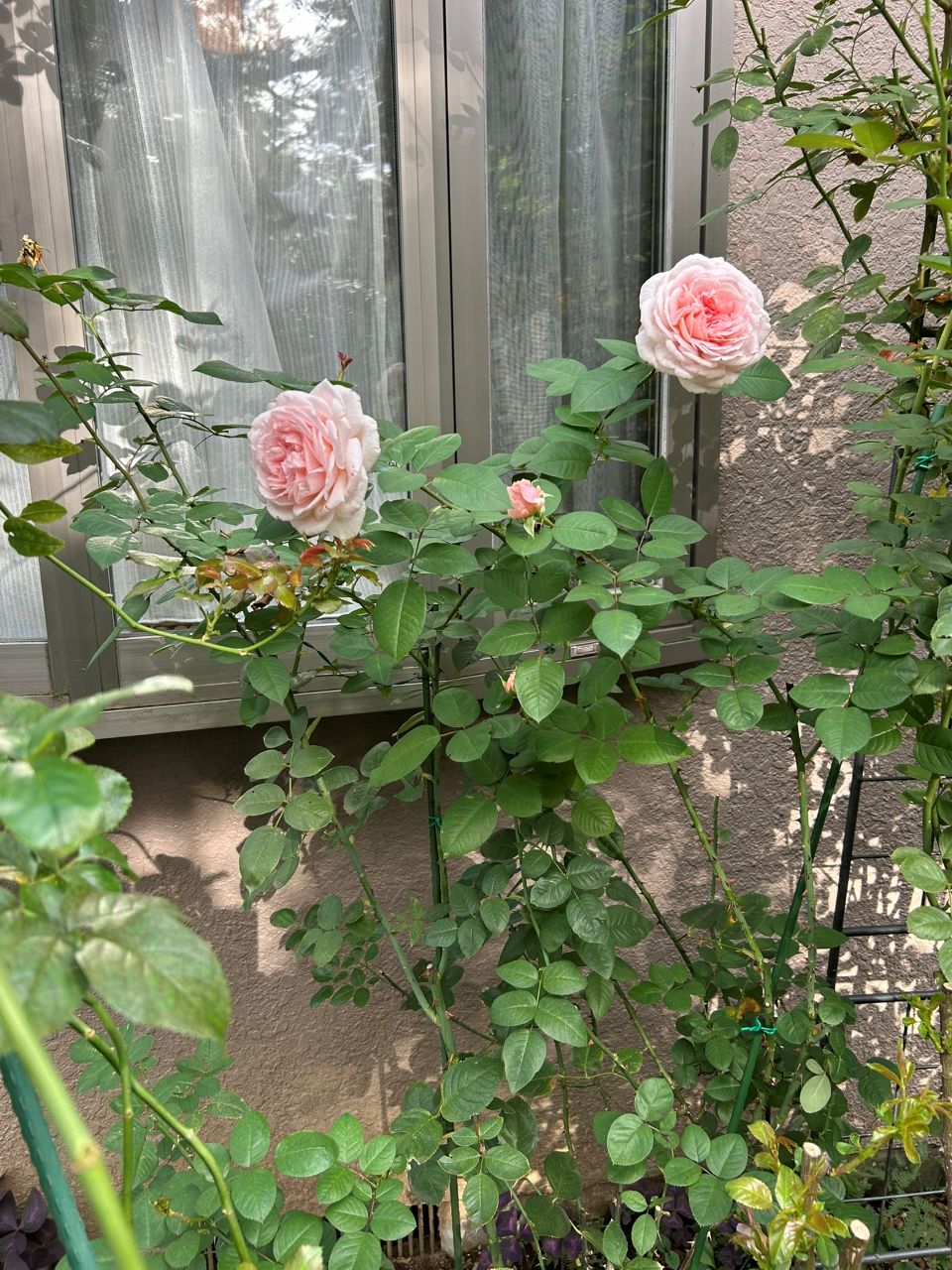 メルヘンツァウバー中苗54週後