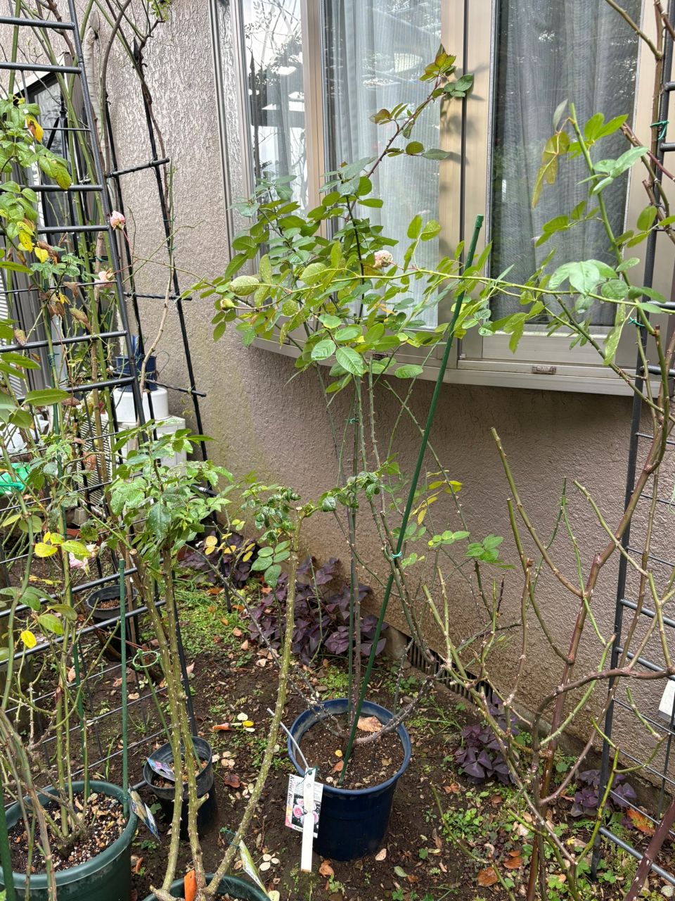 メルヘンツァウバー中苗63週後