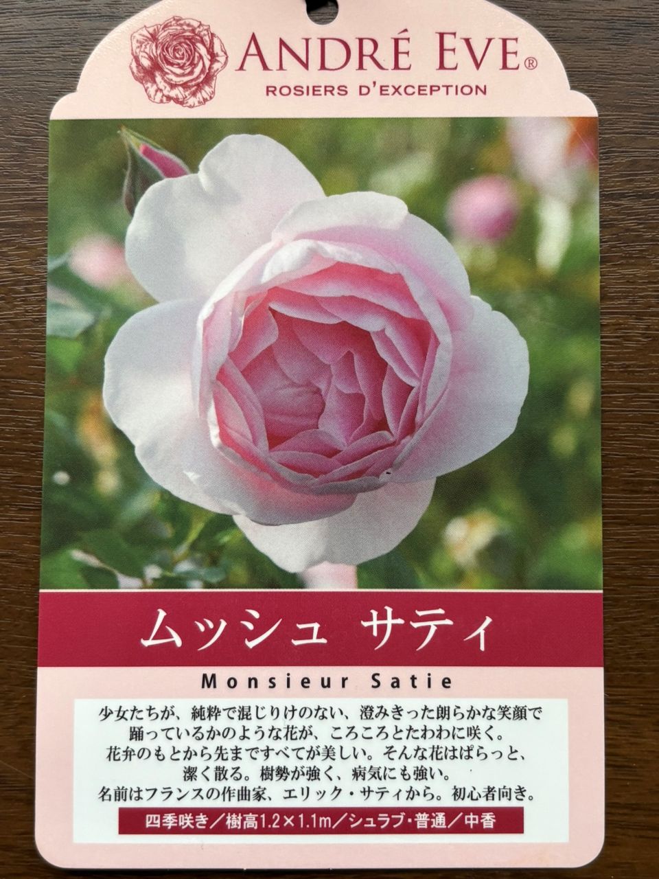 ムッシュサティ