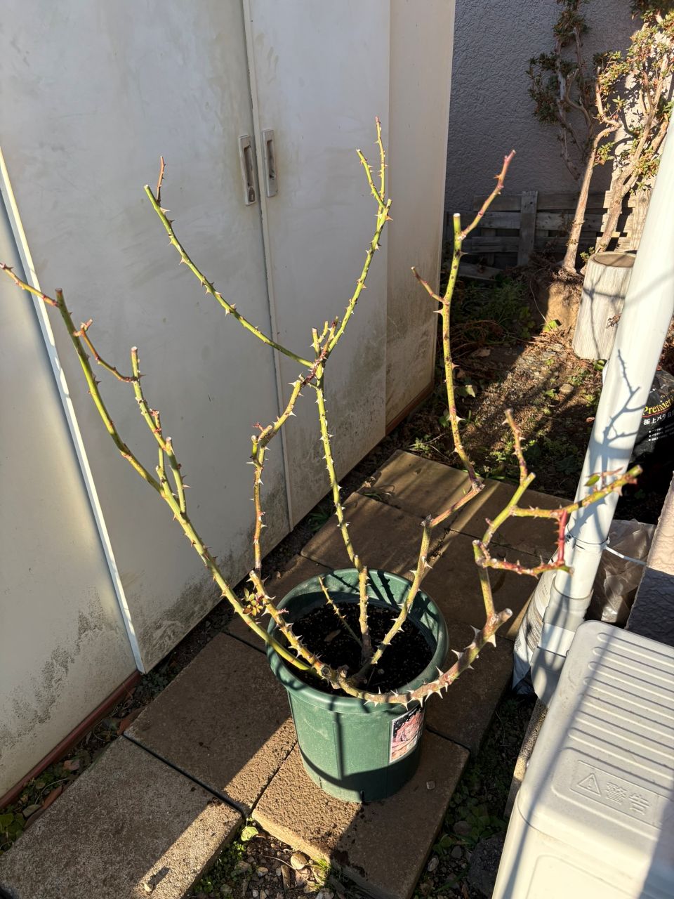 ニコール開花苗の148週後