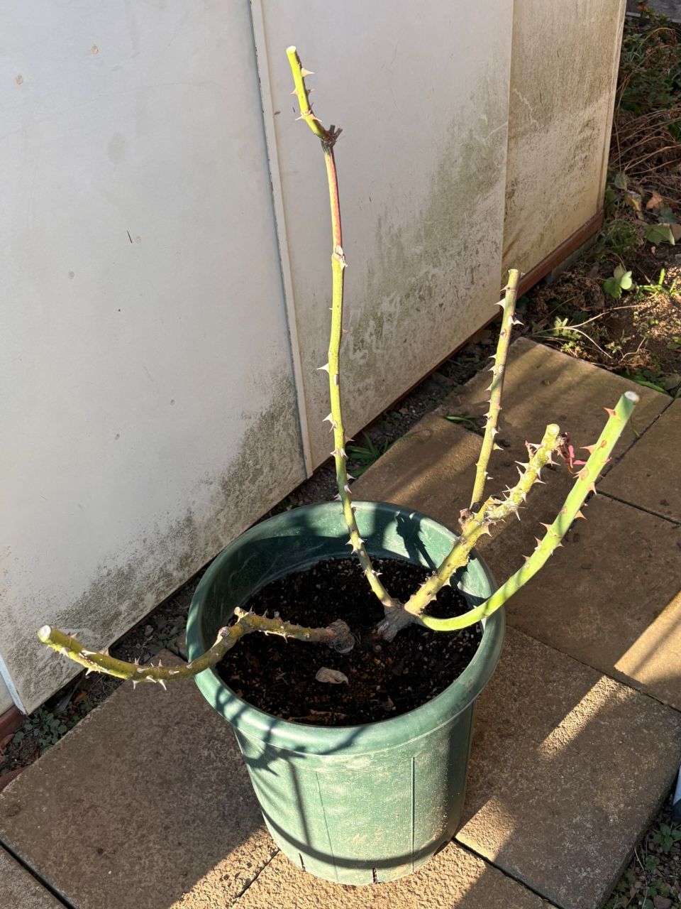 ニコール開花苗の149週後