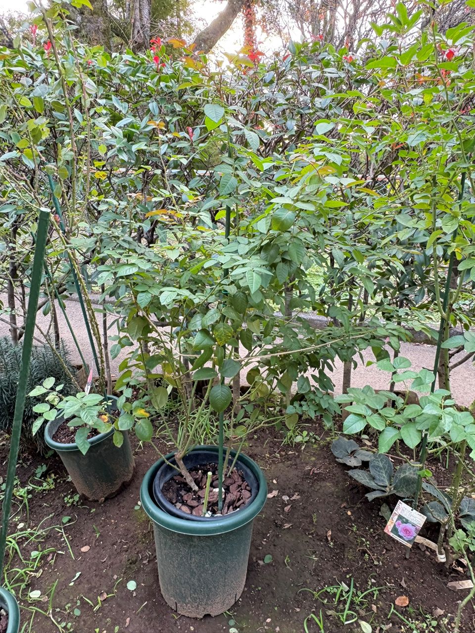 オリビア・ローズ・オースチン大苗87週後