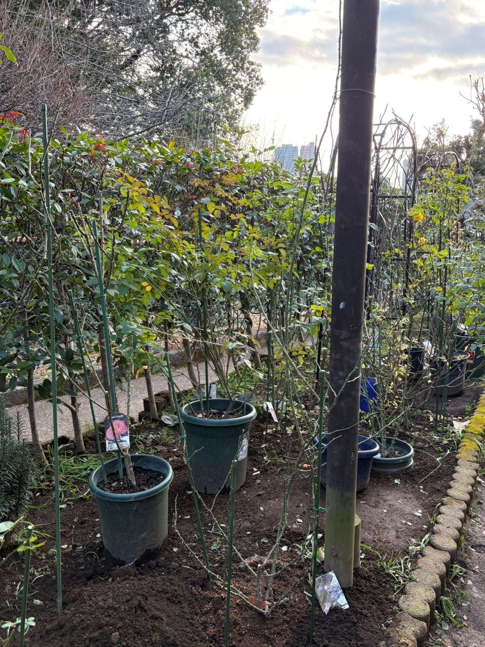 オリビア・ローズ・オースチン大苗93週後