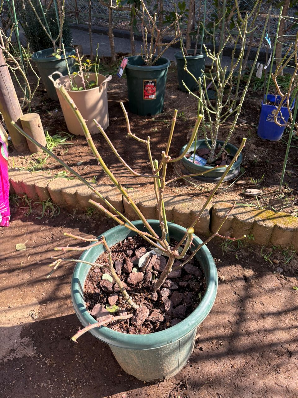 オリビア・ローズ・オースチン大苗96週後