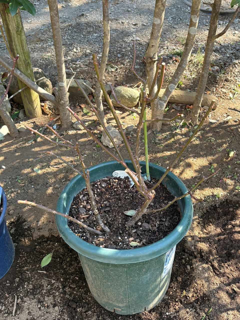 オリビア・ローズ・オースチン大苗98週後