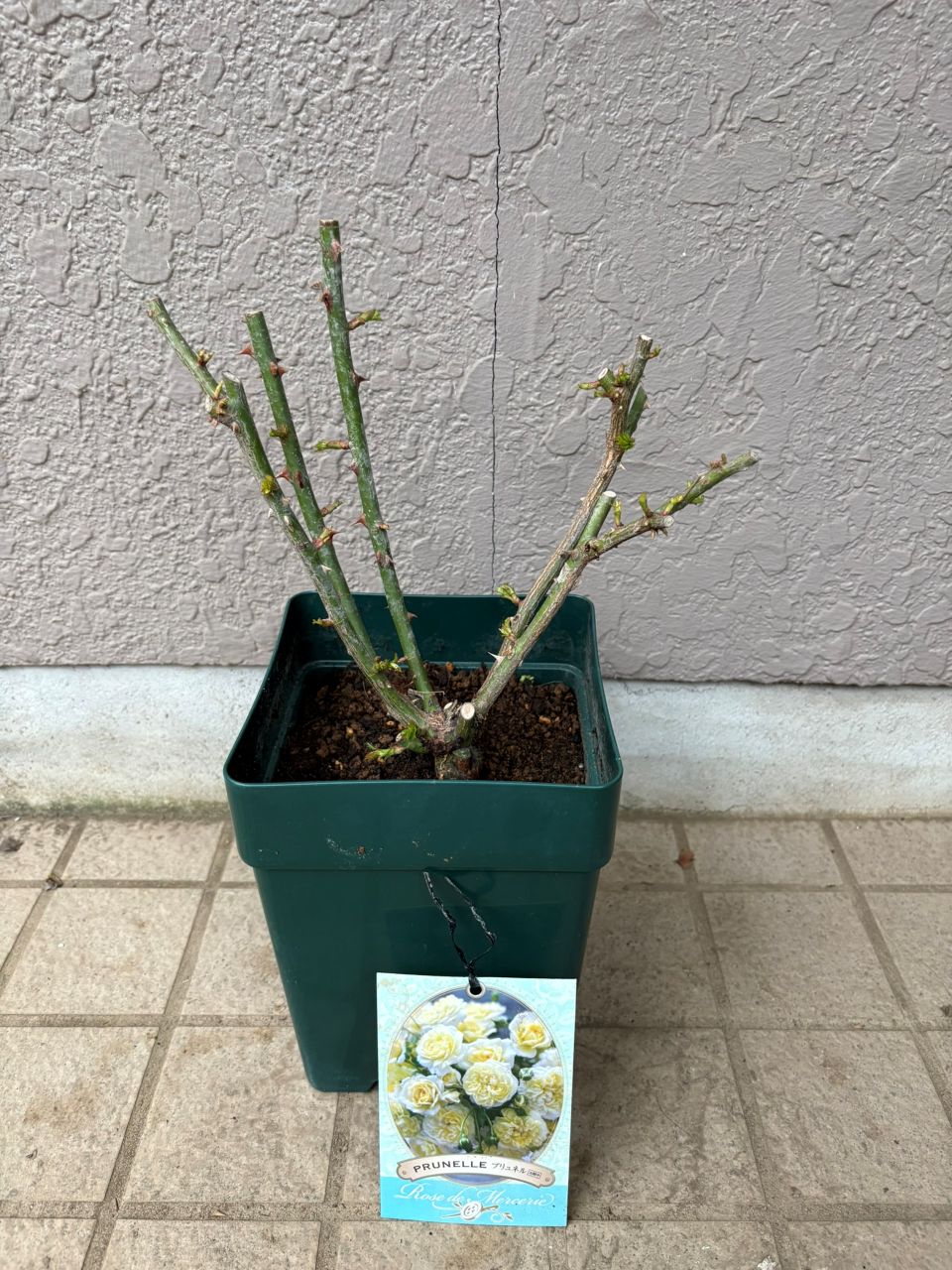 プリュネル大苗の購入