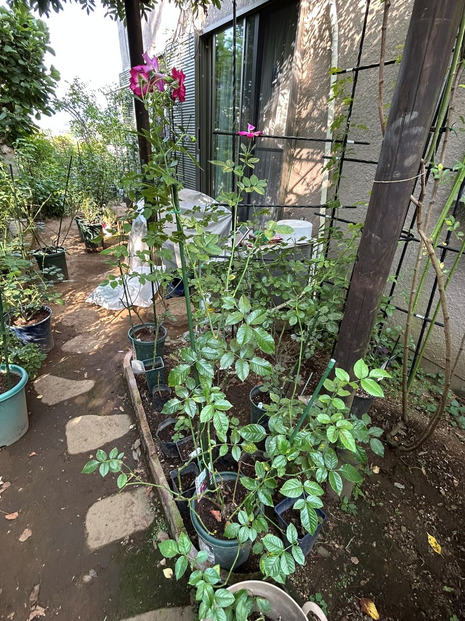 サングリアナイト大苗の66週後