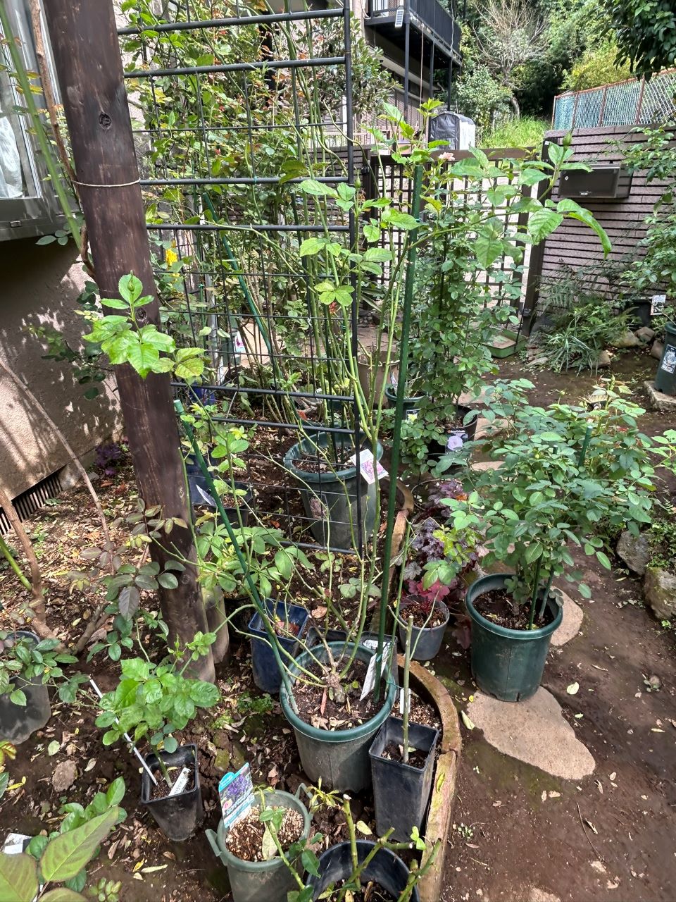 サングリアナイト大苗の74週後