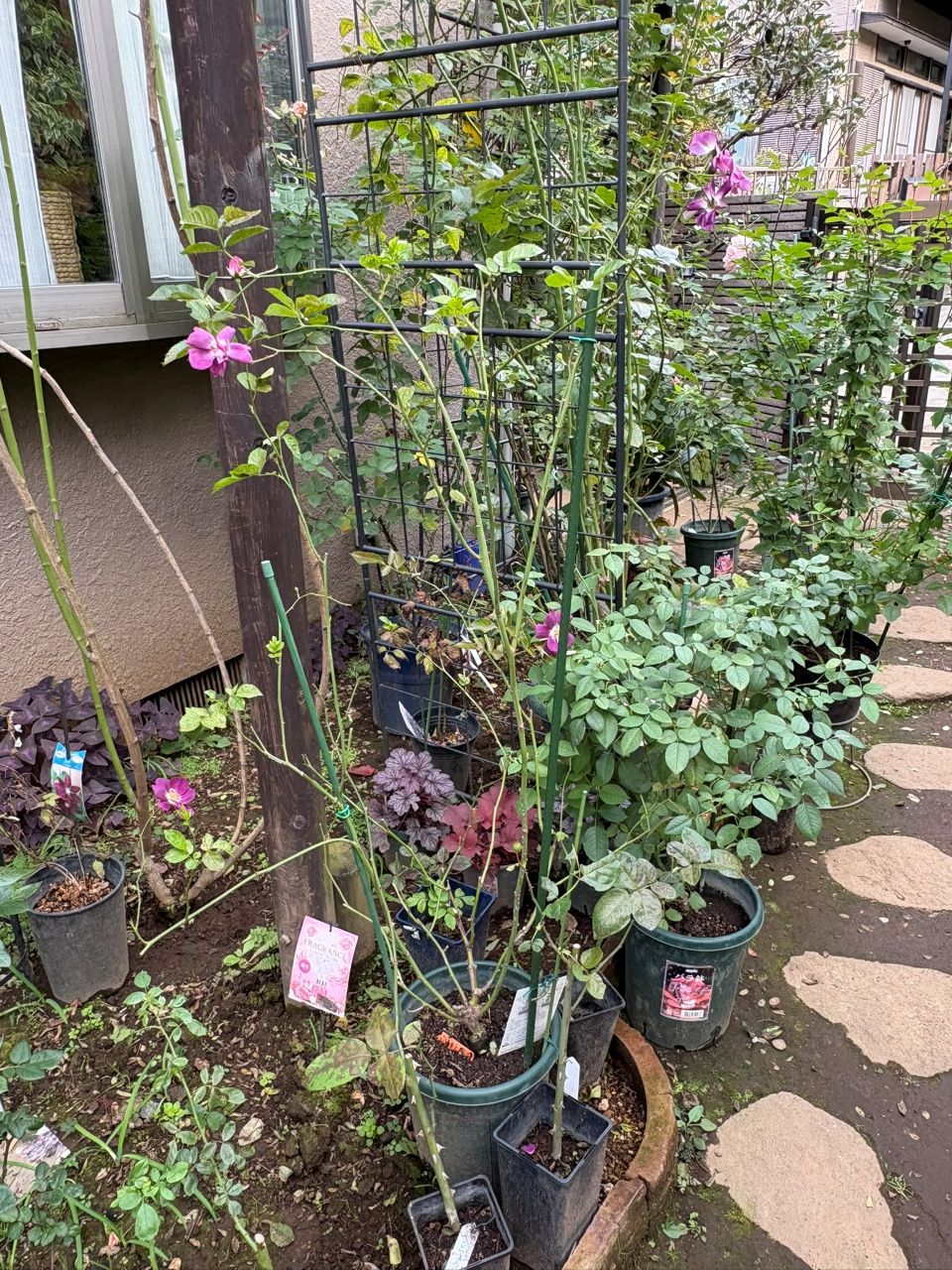 サングリアナイト大苗の81週後