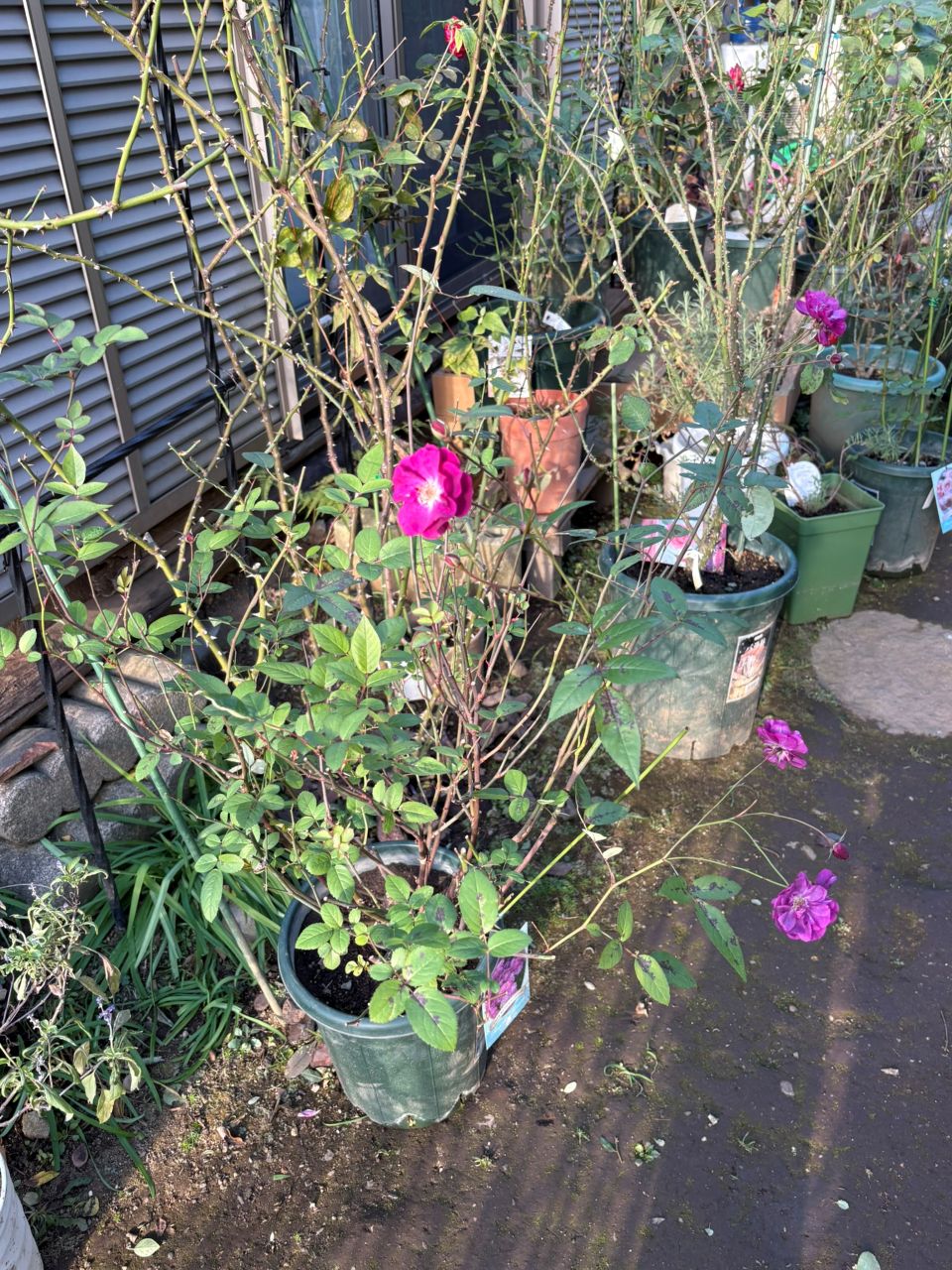 サングリアナイト大苗の84週後