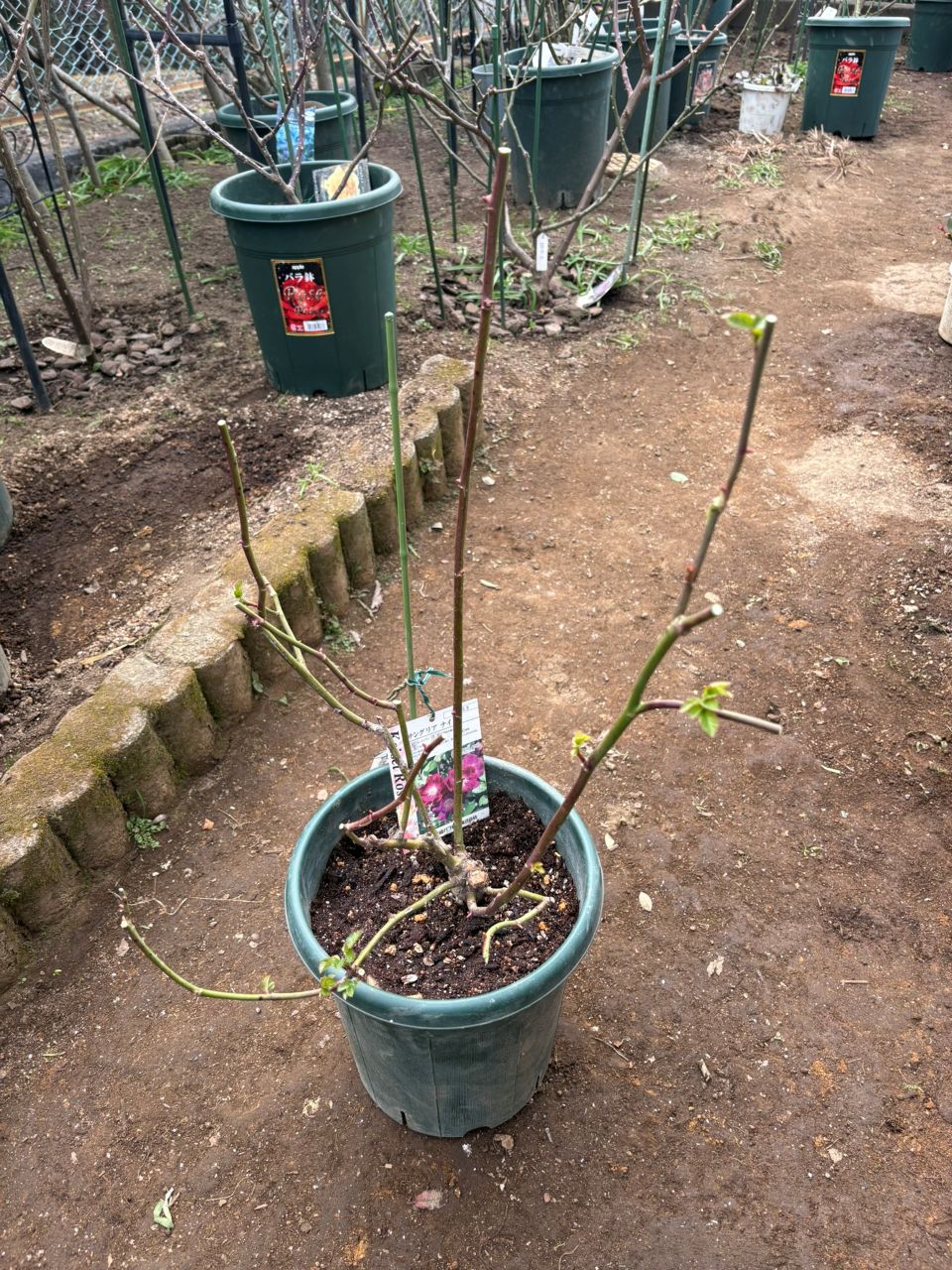 サングリアナイト大苗の91週後