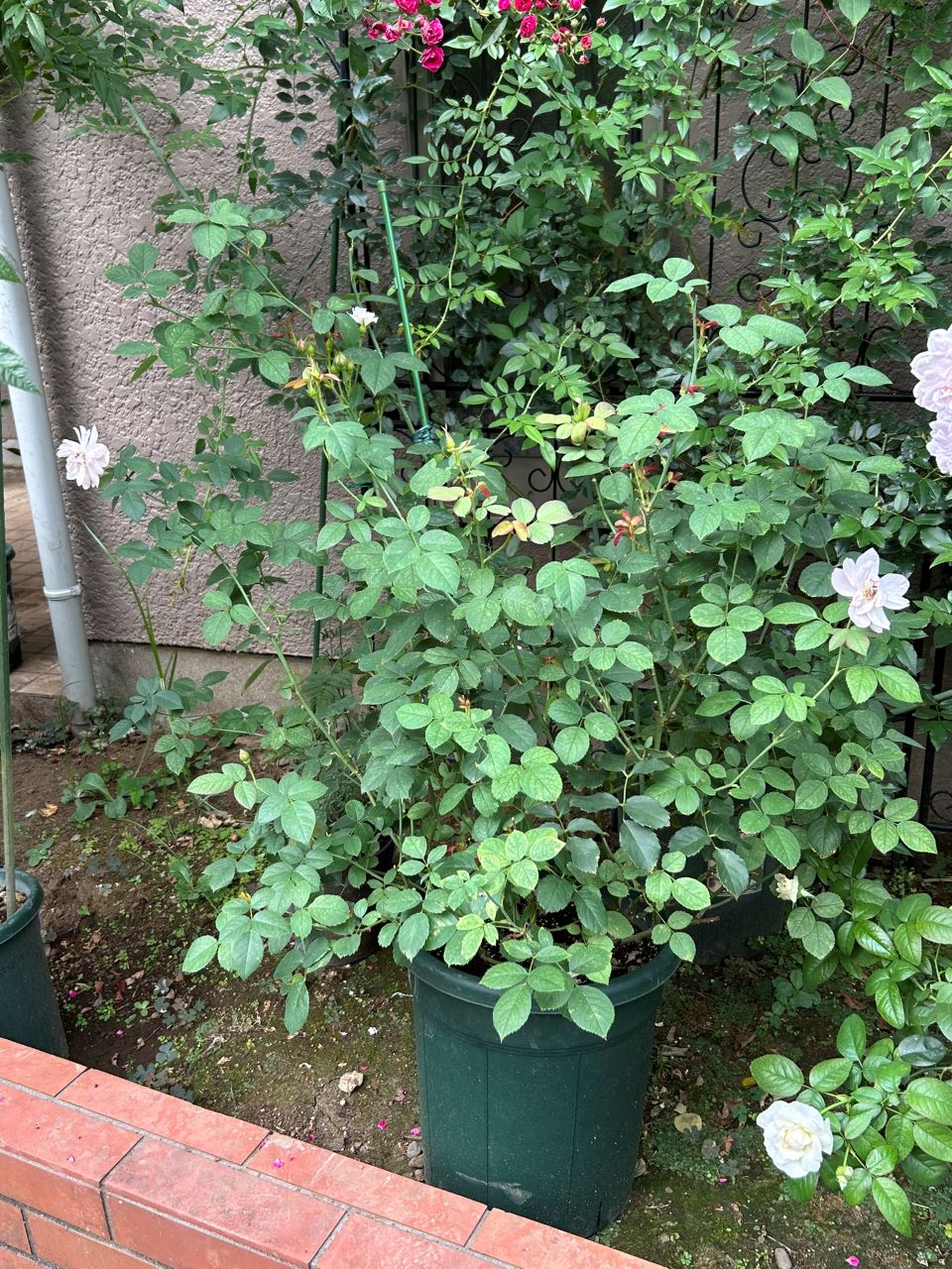 スキャボローフェア代替大苗の12週後