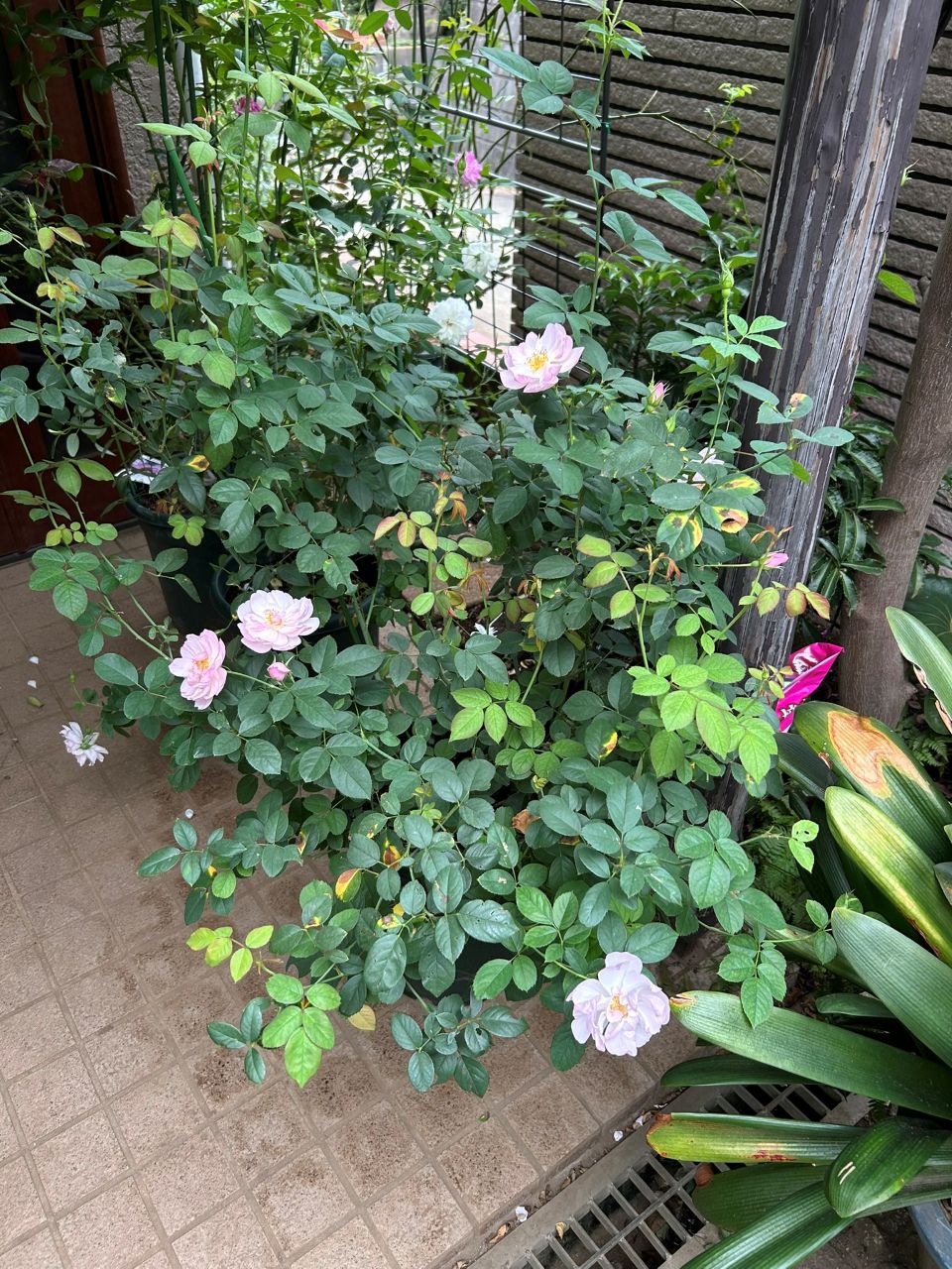 スキャボローフェア代替大苗の20週後