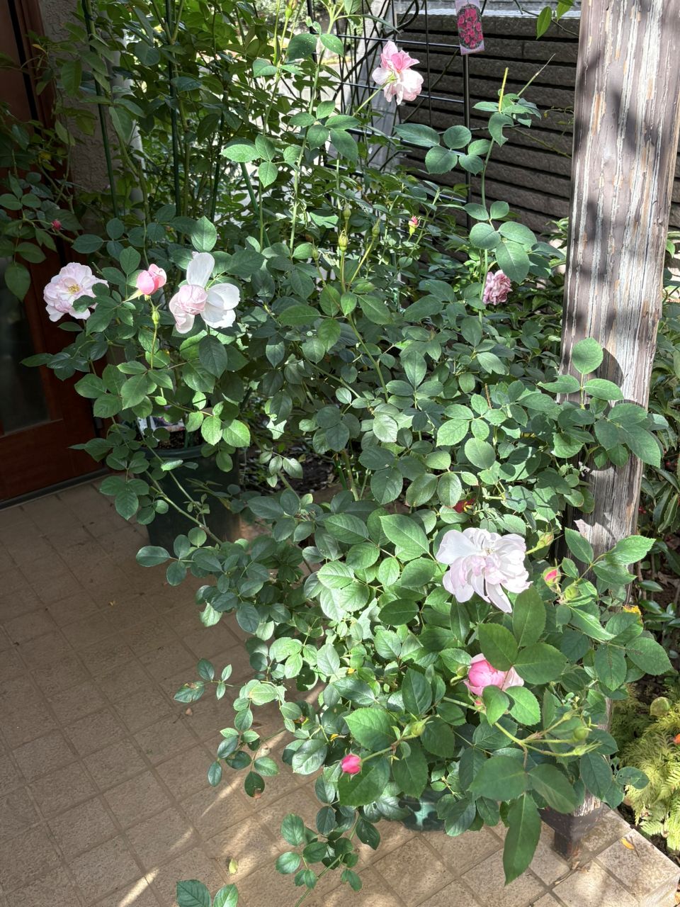 スキャボローフェア代替大苗の25週後