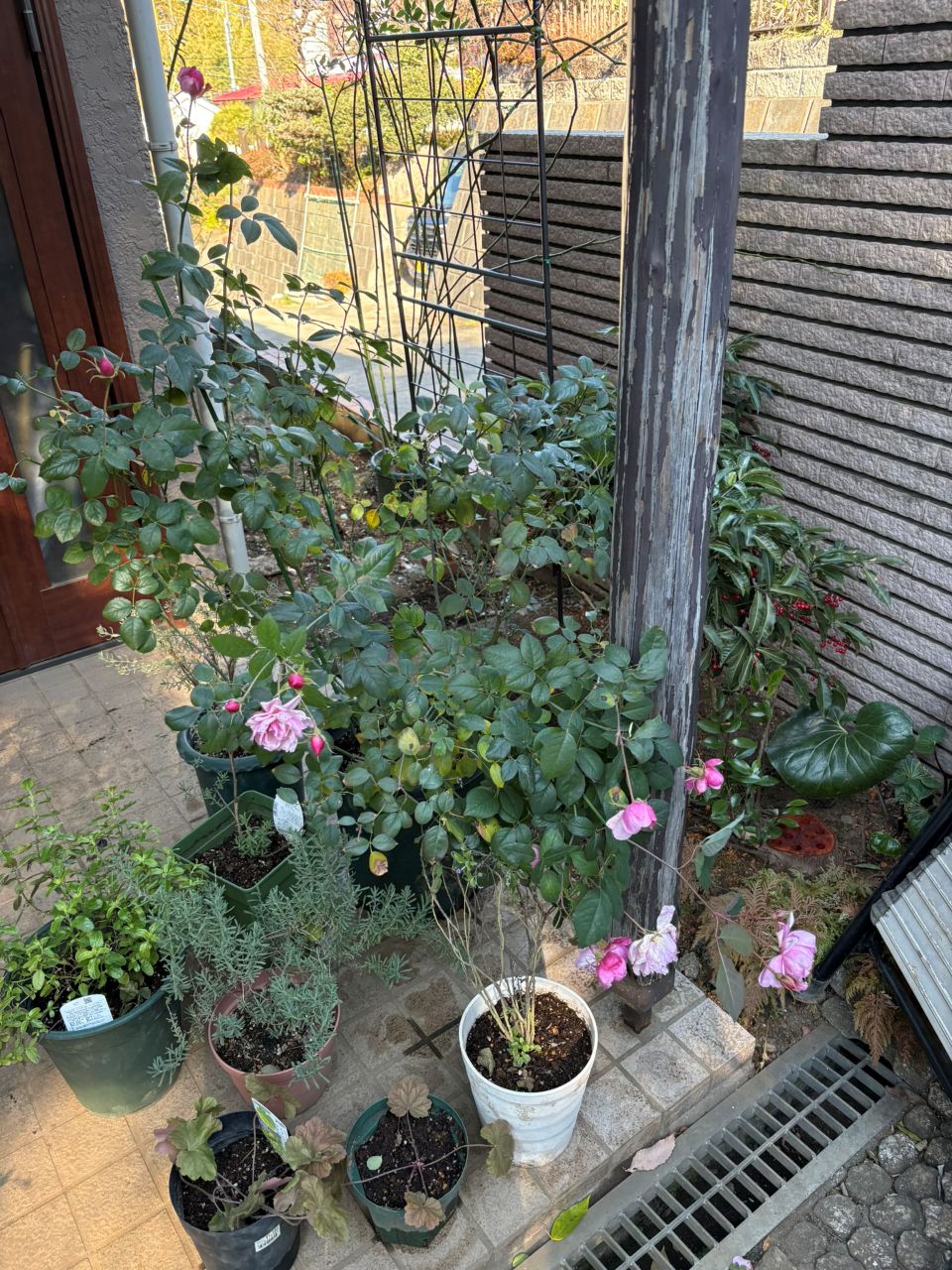 スキャボローフェア代替大苗の33週後