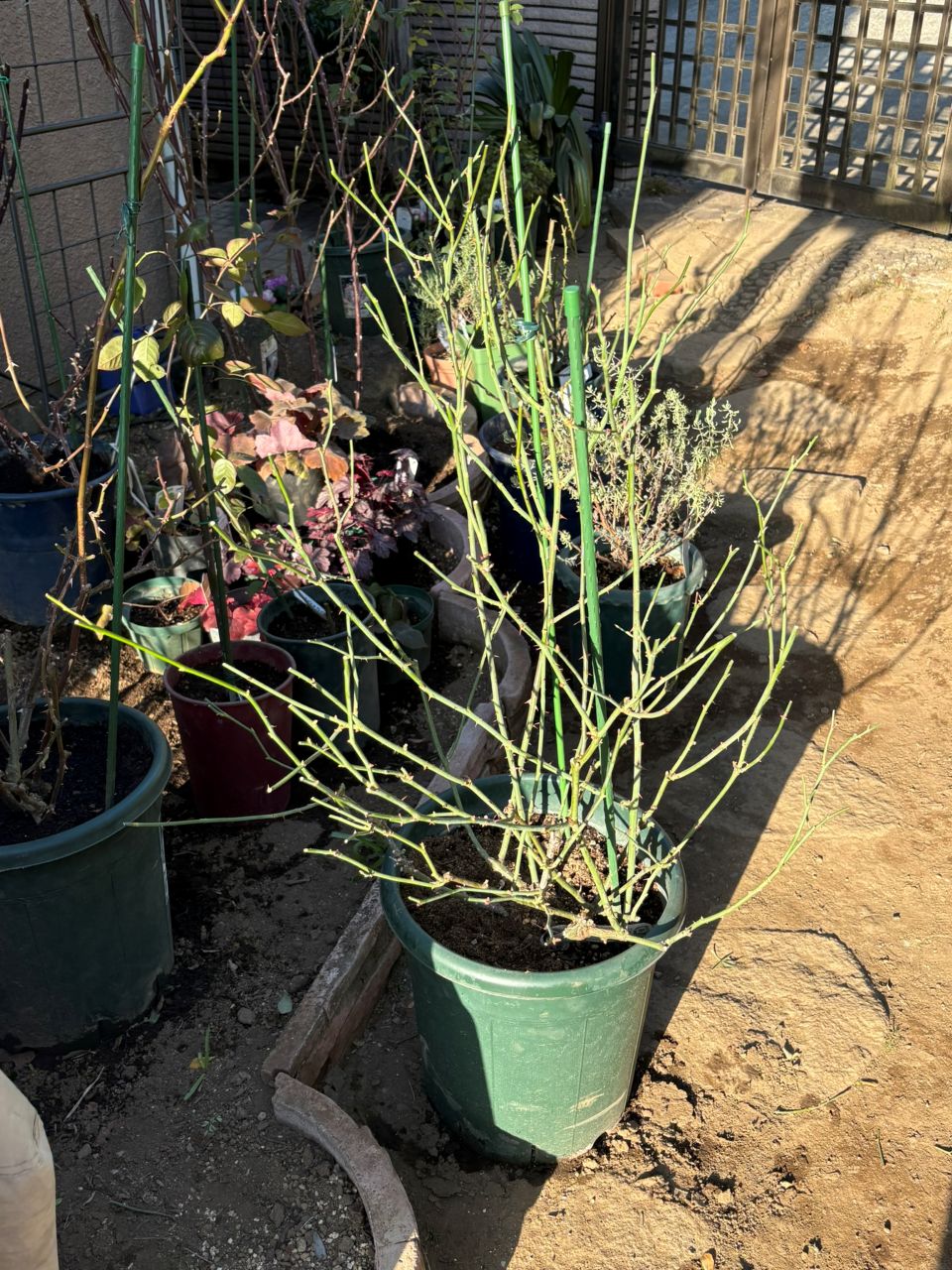 スキャボローフェア代替大苗の35週後