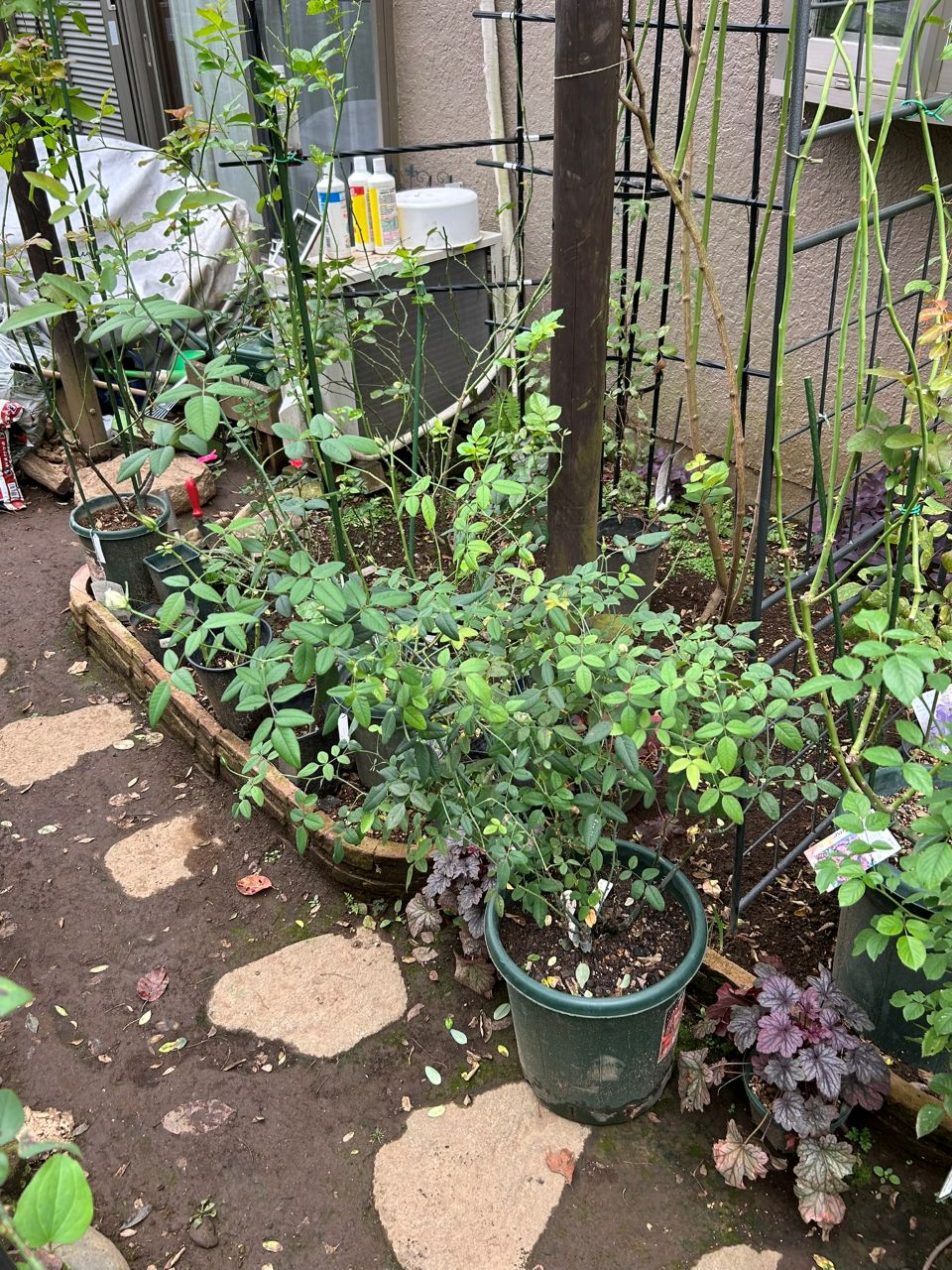 スーザンウィリアムズエリス冬大苗35週後