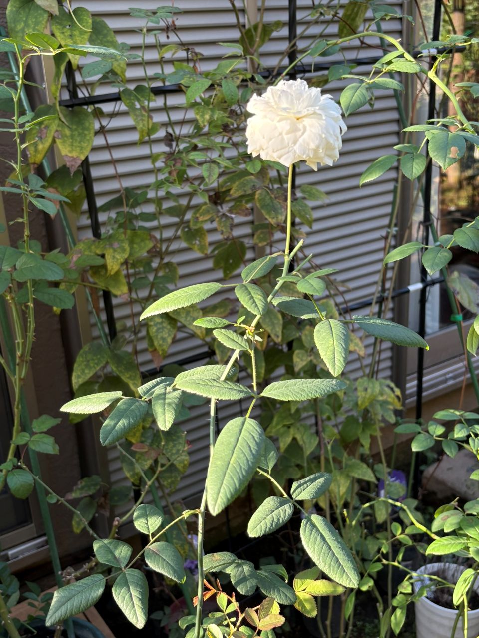 スーザンウィリアムズエリス冬大苗39週後