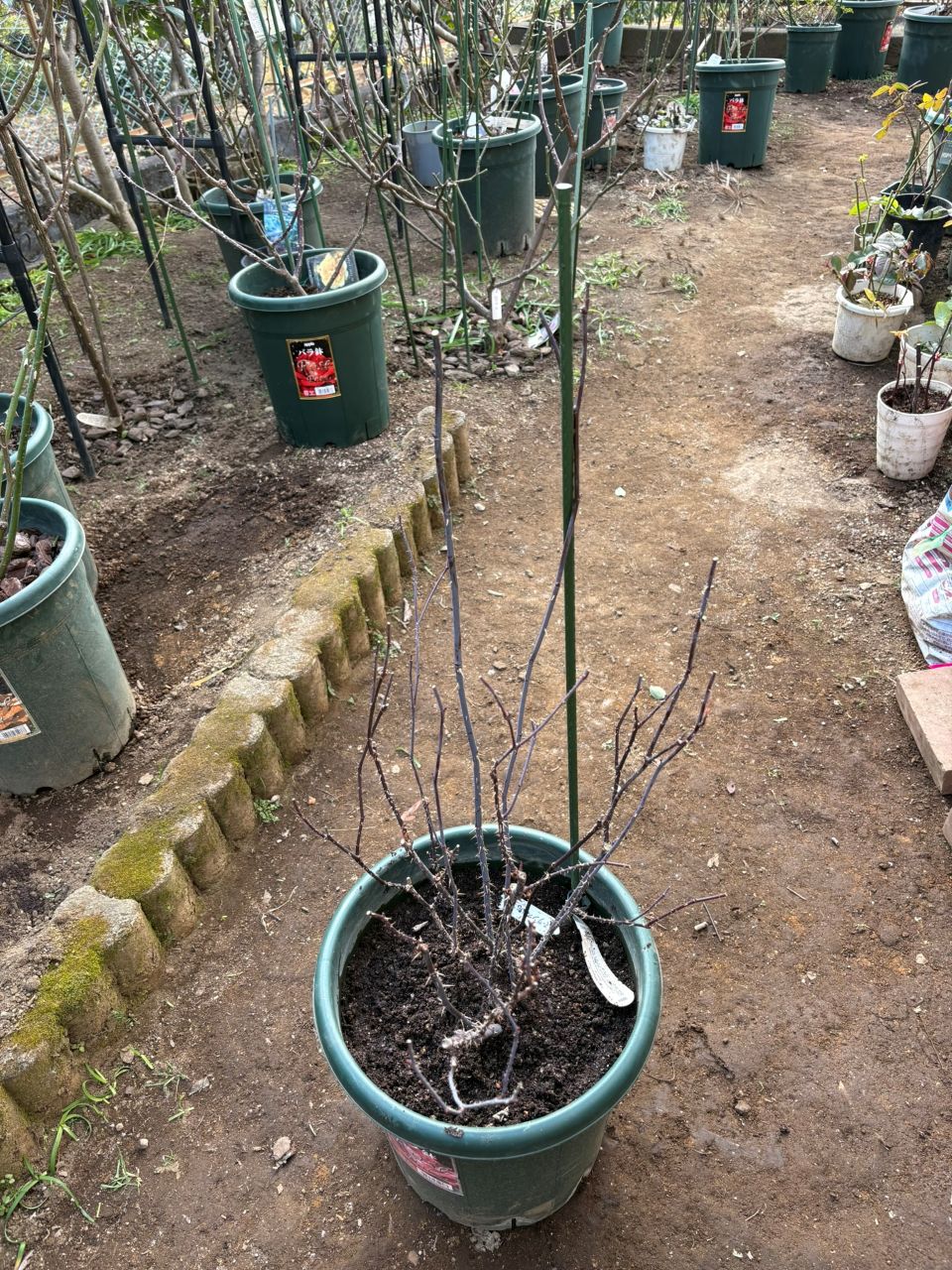 スーザンウィリアムズエリス冬大苗50週後