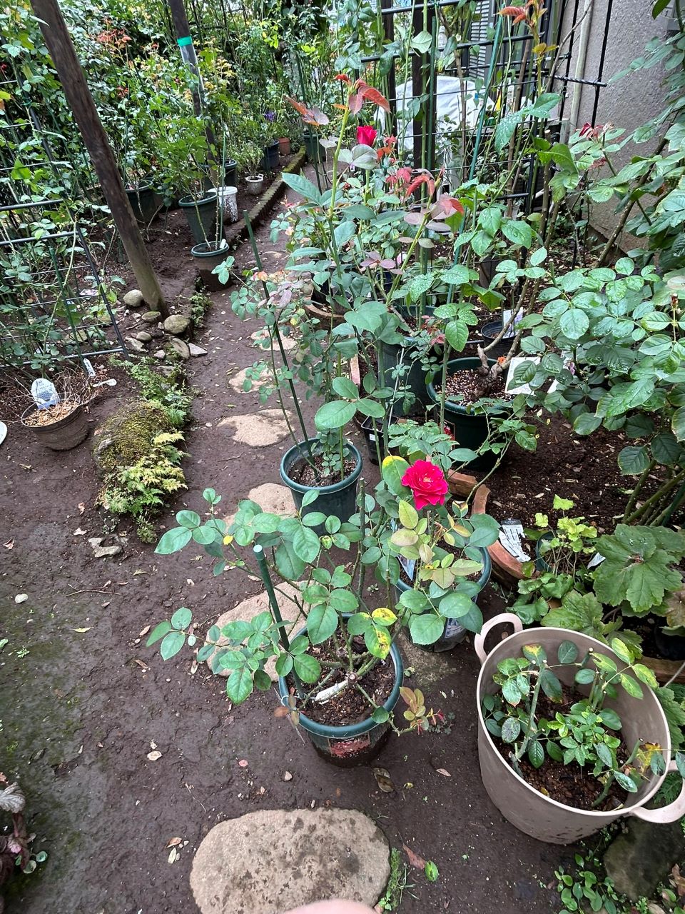 ベルベティトワイライト開花苗の16週後