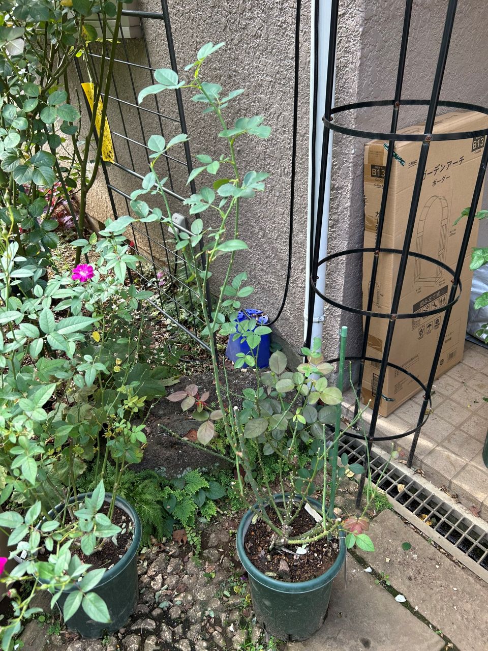 ベルベティトワイライト開花苗の19週後