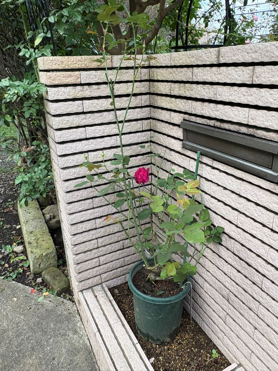 ベルベティトワイライト開花苗の22週後