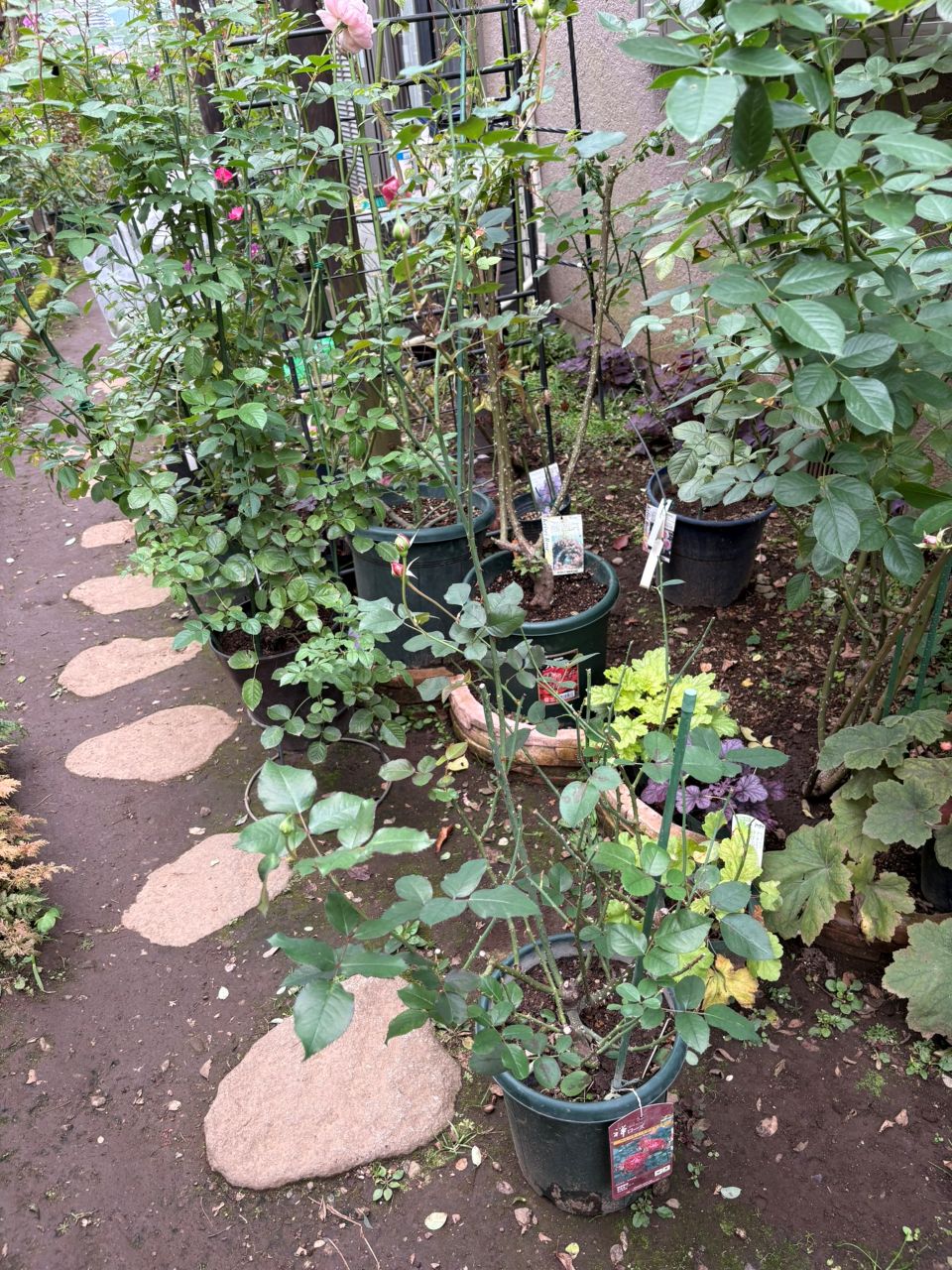 ベルベティトワイライト開花苗の24週後