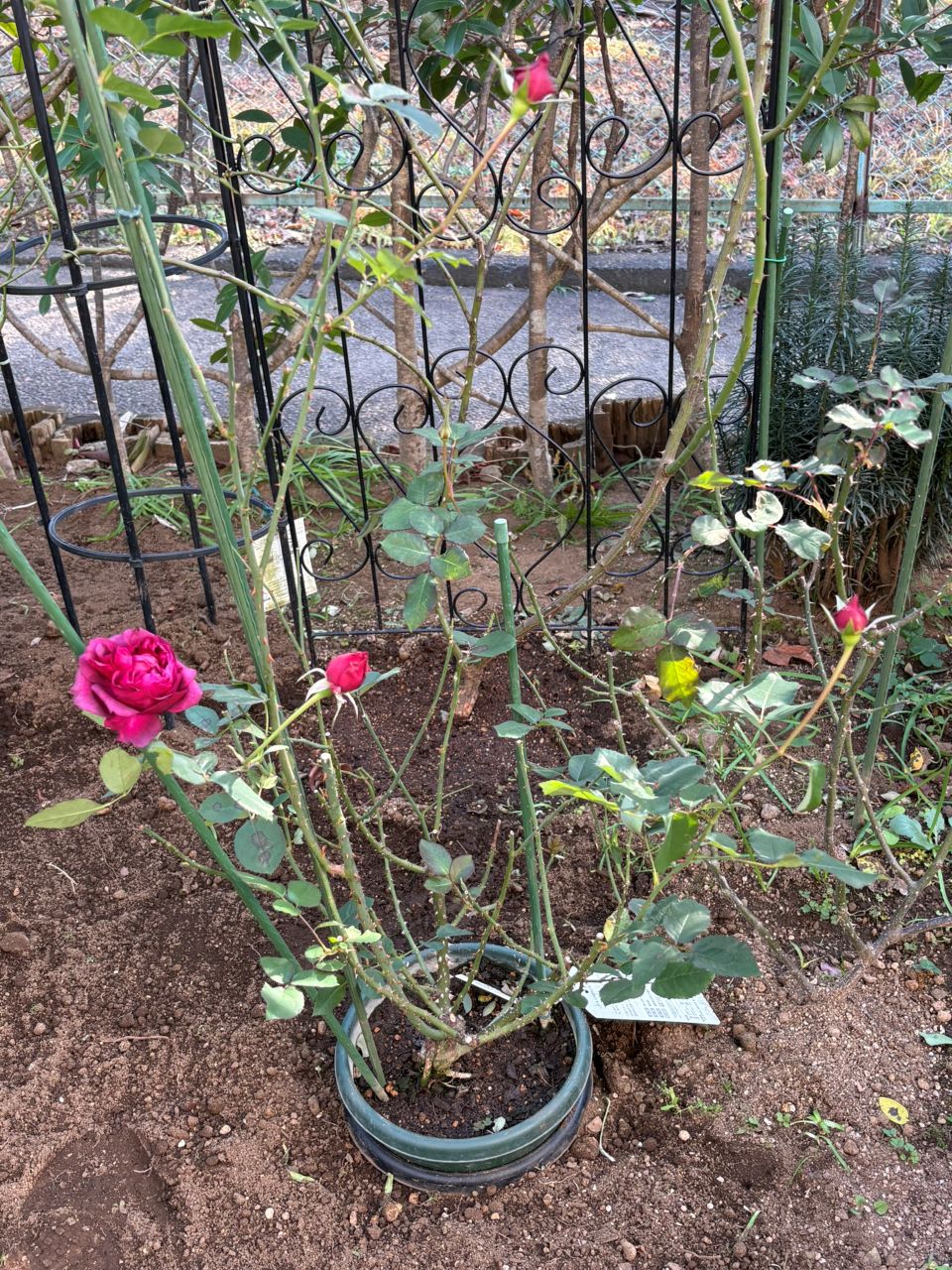 ベルベティトワイライト開花苗の27週後