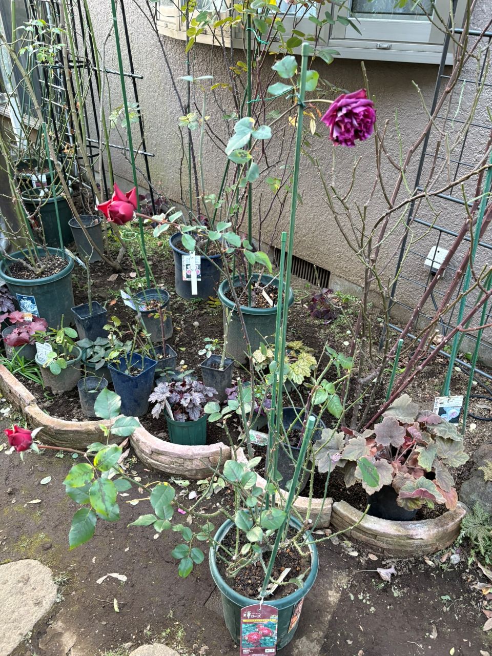 ベルベティトワイライト開花苗の31週後