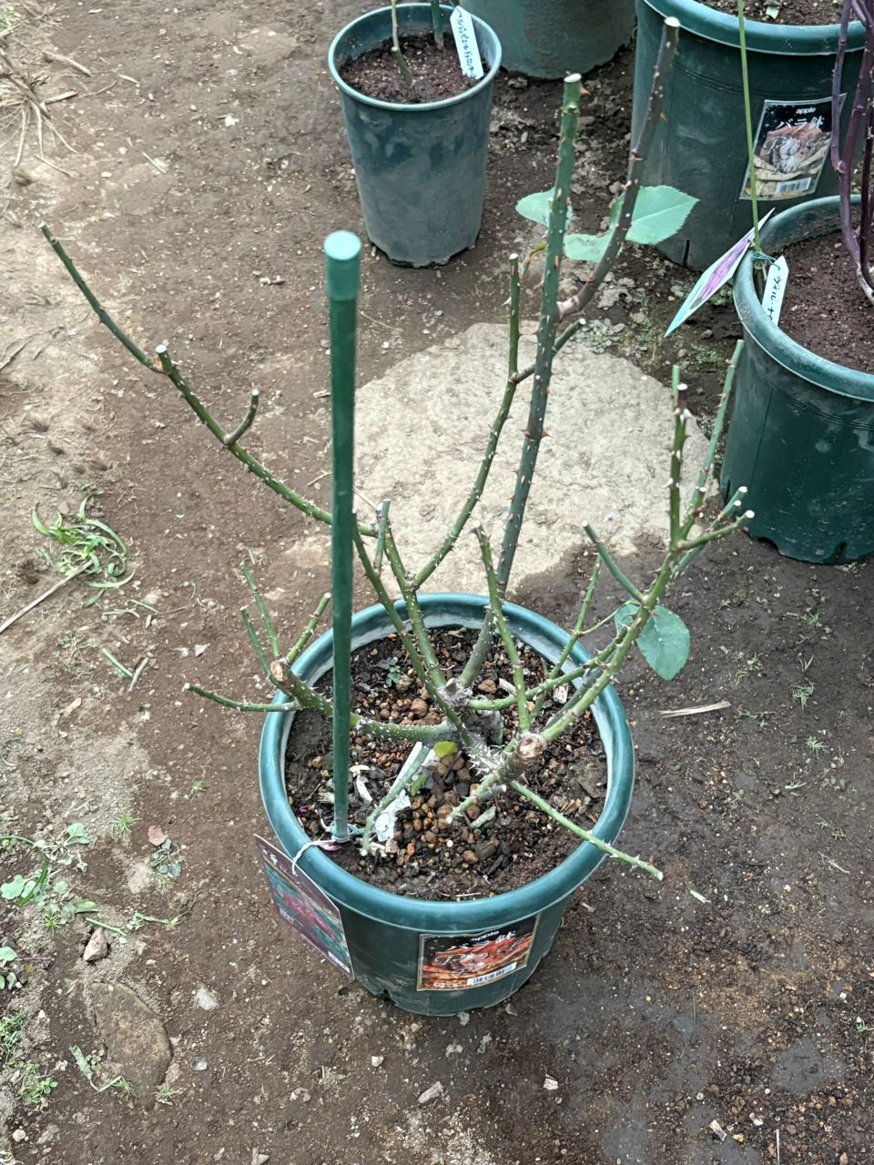 ベルベティトワイライト開花苗の33週後