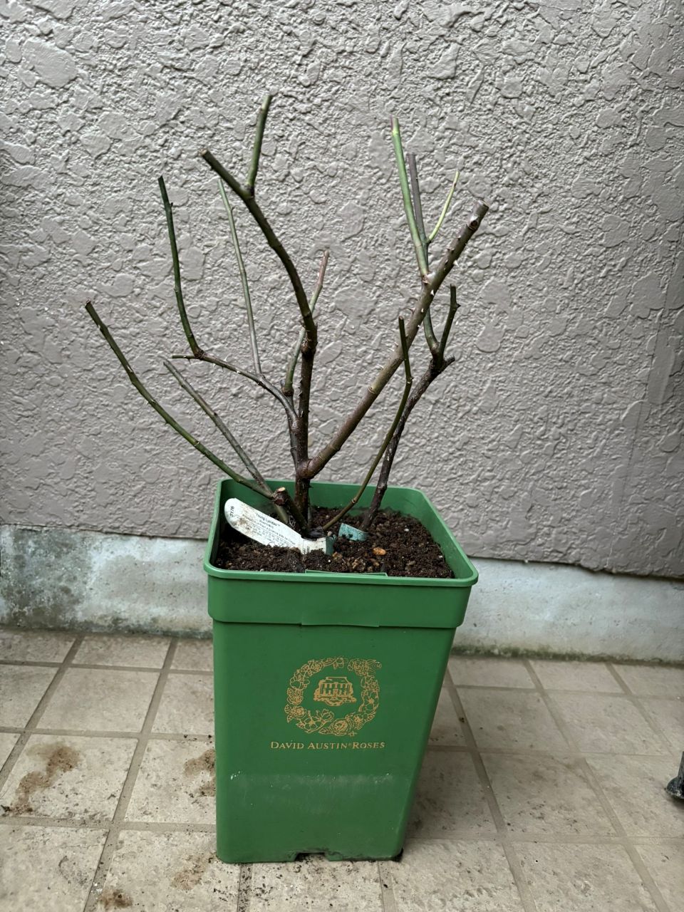 ヤング・リシダス鉢苗の購入