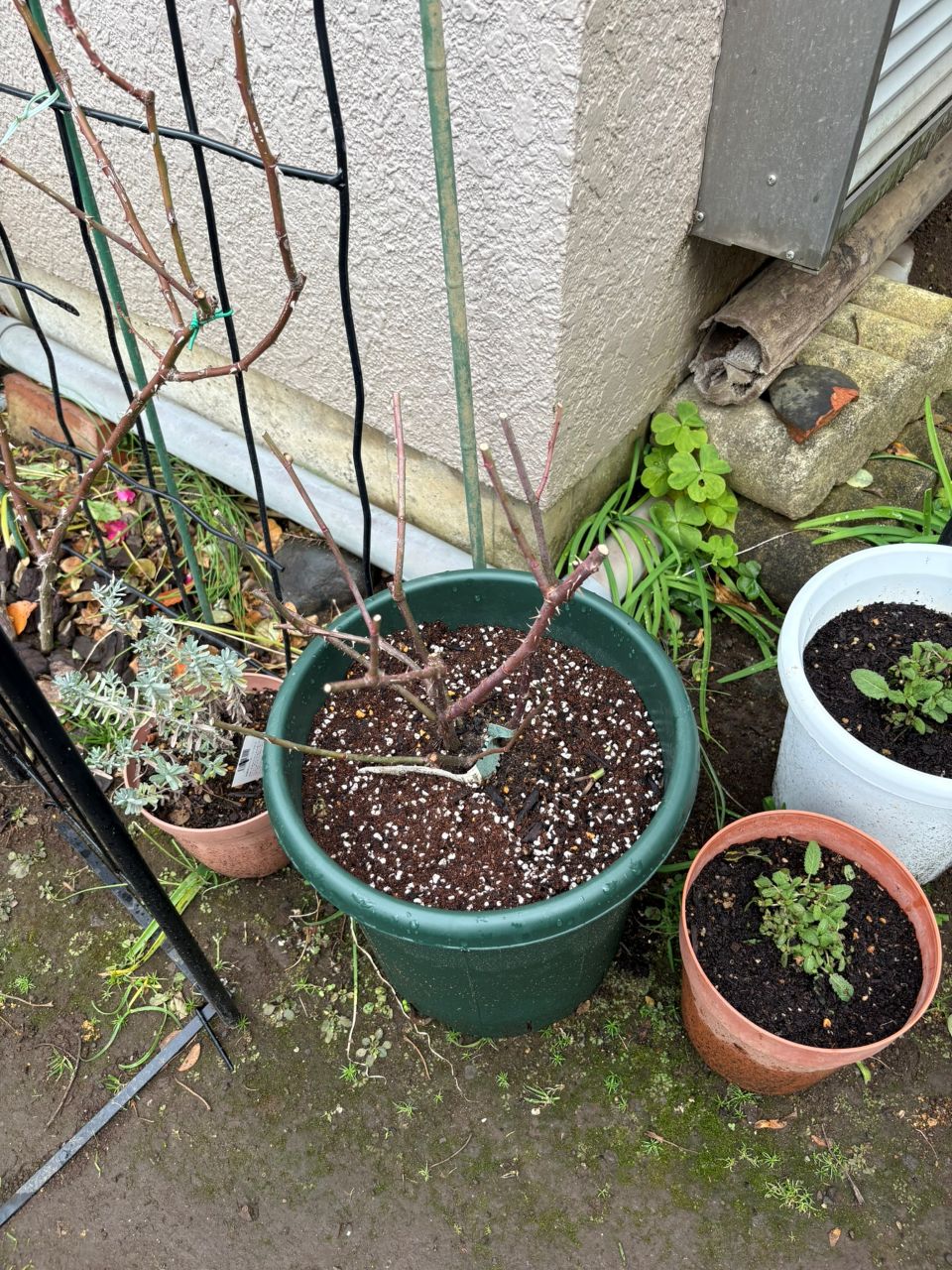 ヤング・リシダス鉢苗の3週後