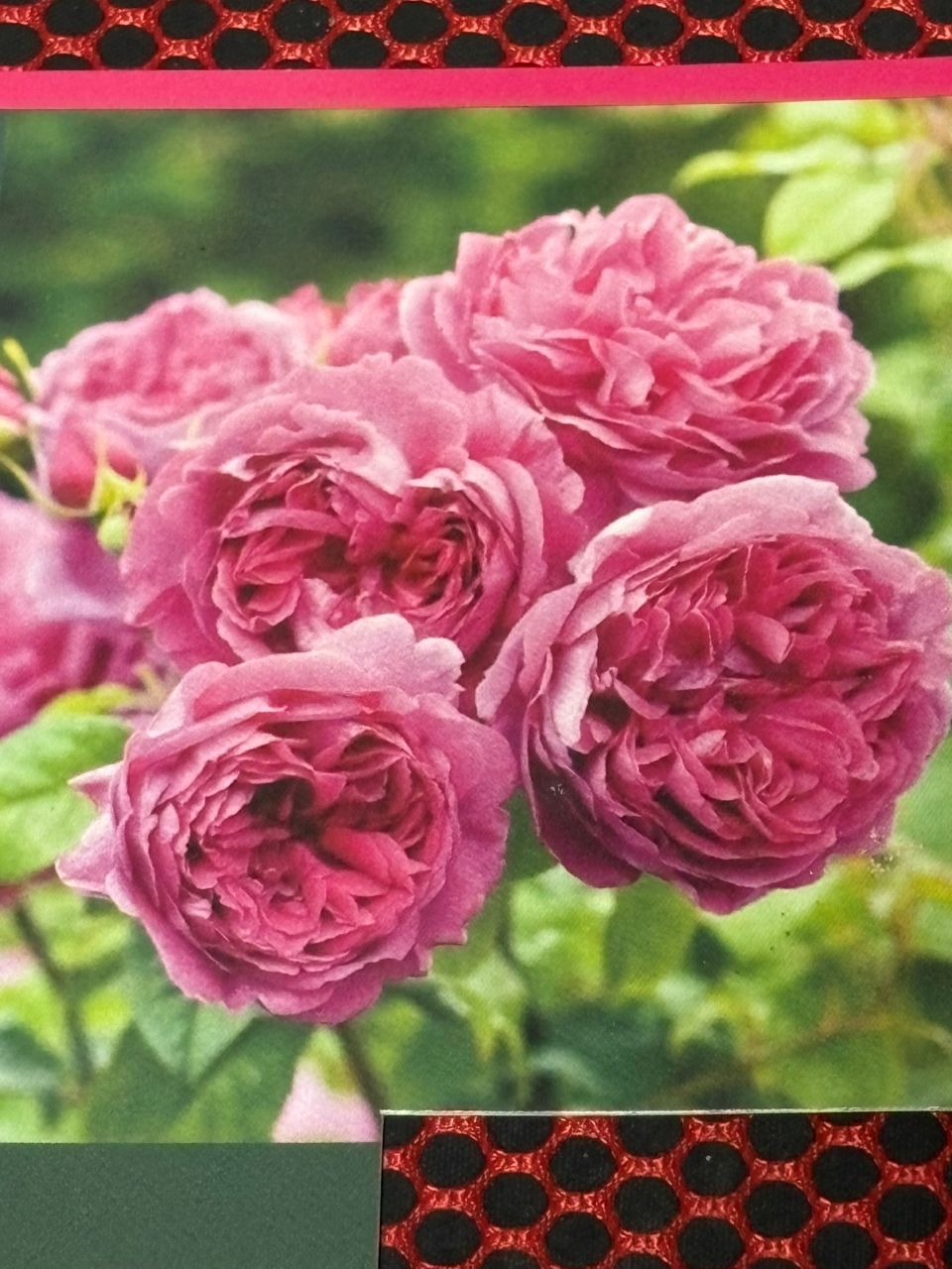 ヤング・リシダス