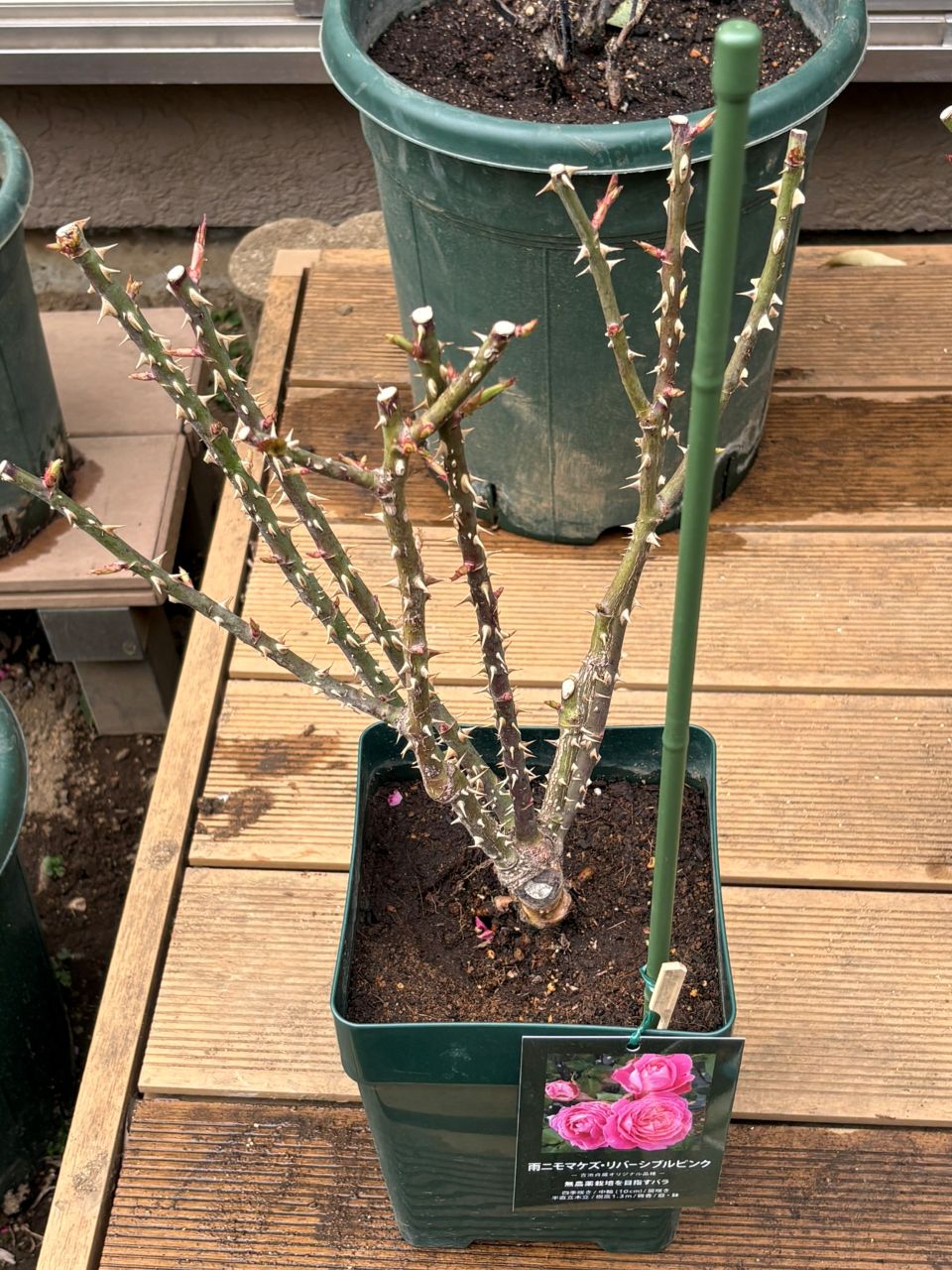 雨ニモマケズ・リバーシブルピンク大苗の4週後