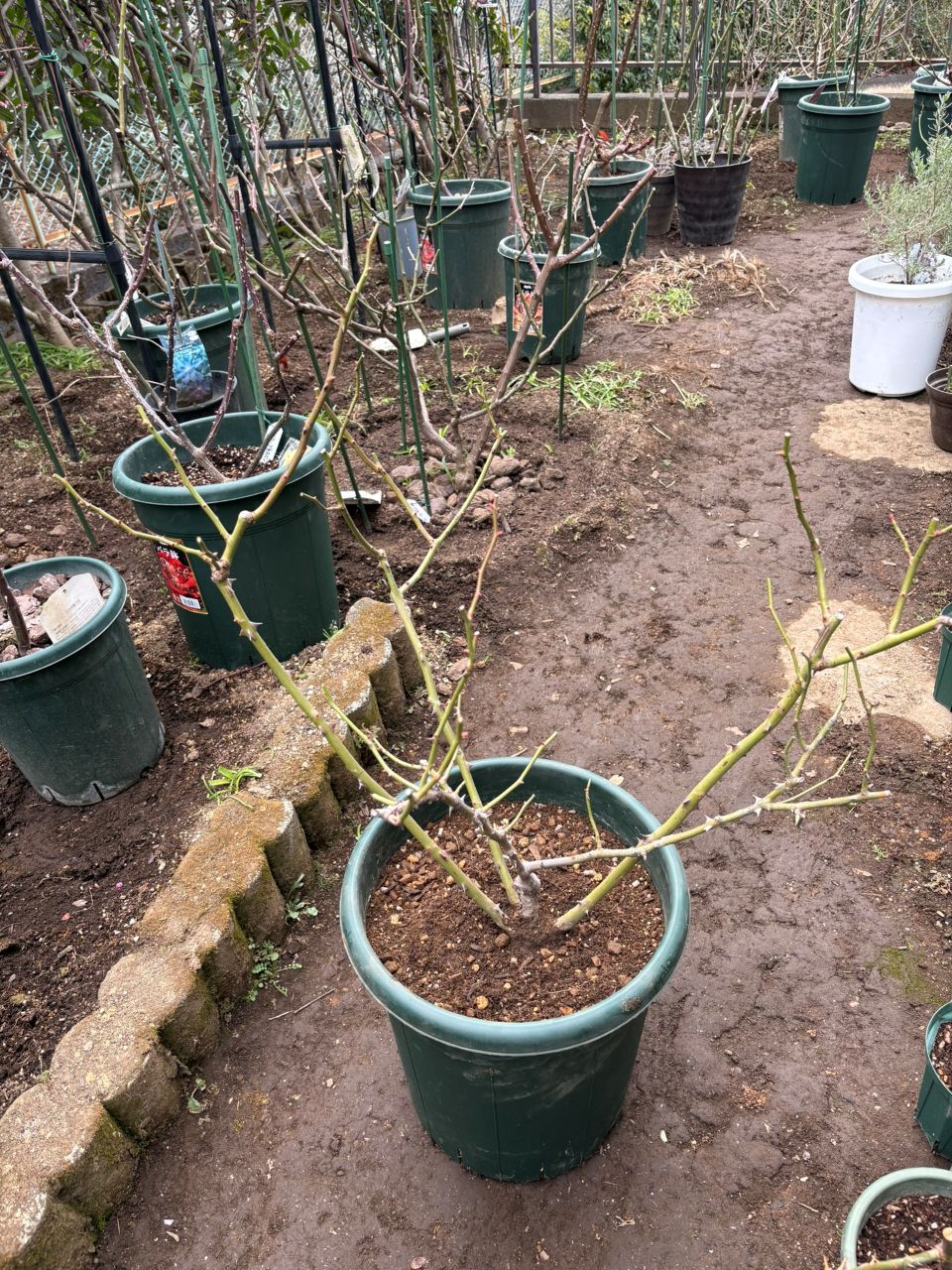 バレリーナ開花苗の14週後