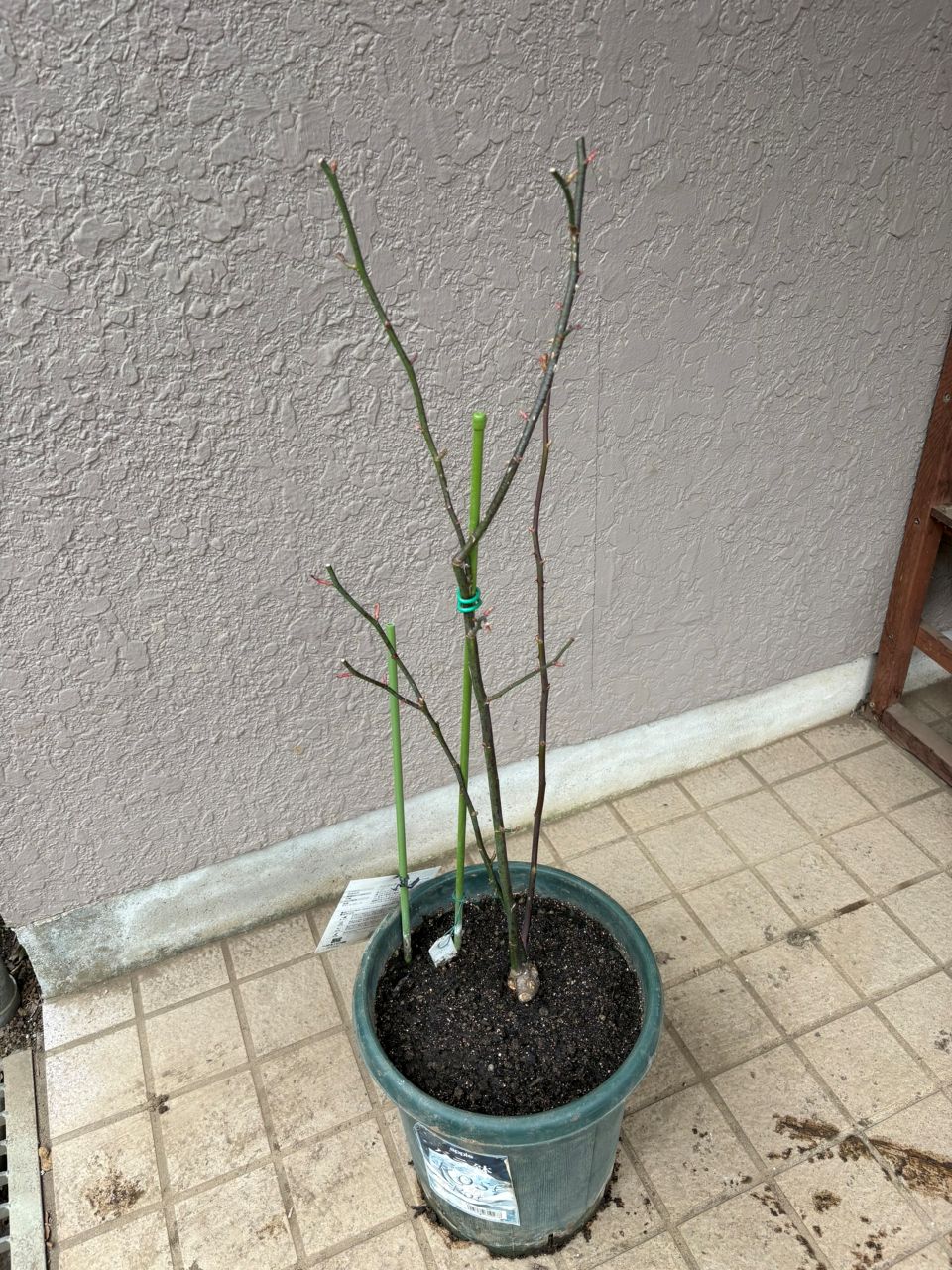 コンフィチュール開花苗の83週後