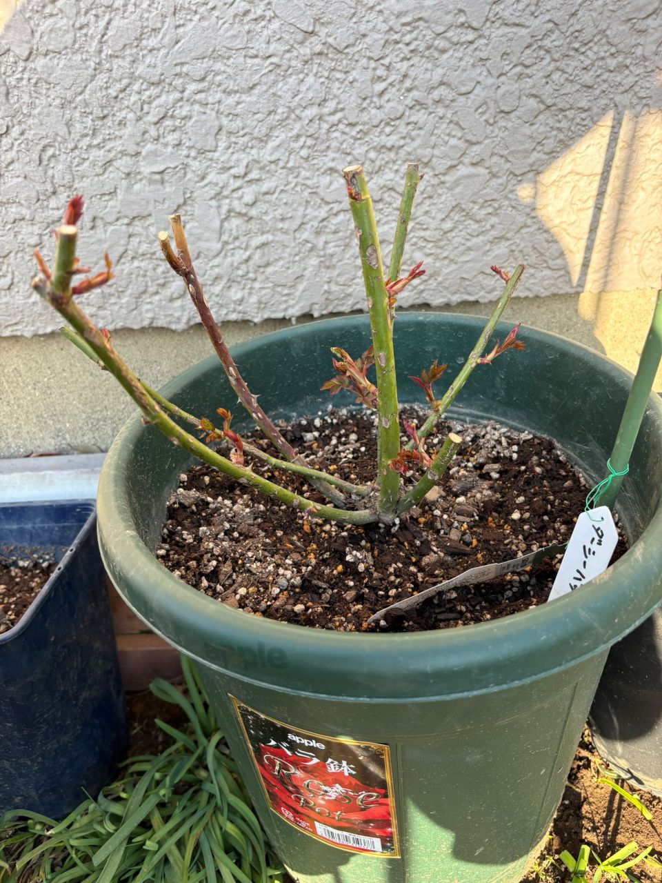 ダーシー・バッセル裸苗の9週後