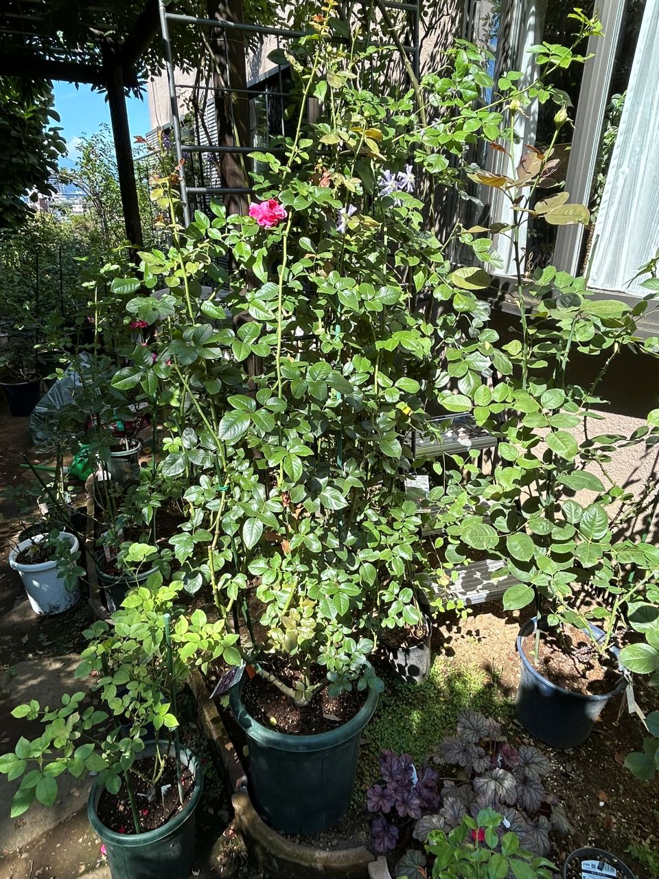 フランボワーズバニーユ開花苗の7週後