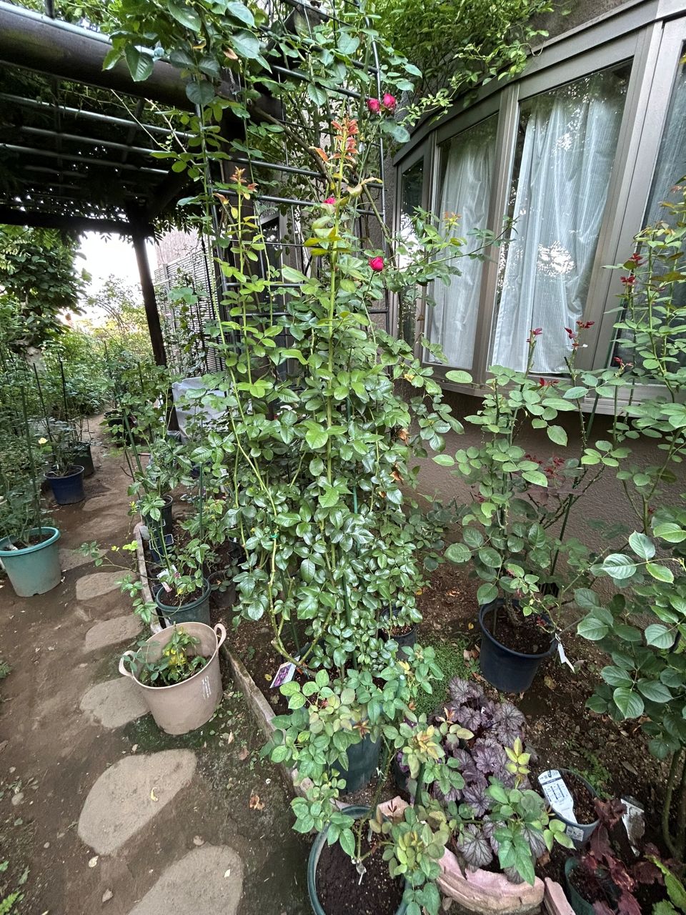 フランボワーズバニーユ開花苗の9週後