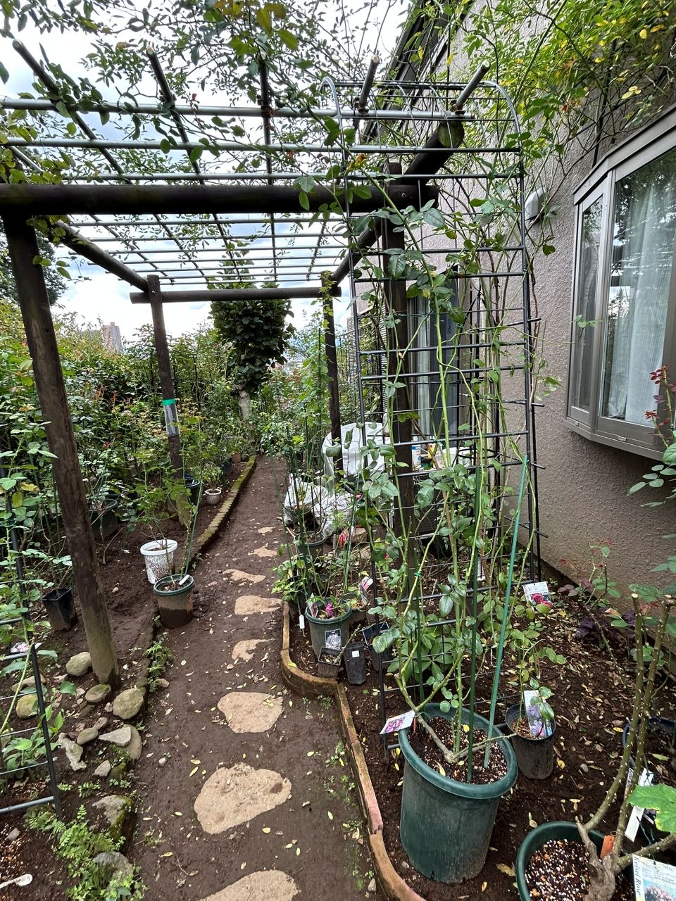 フランボワーズバニーユ開花苗の14週後