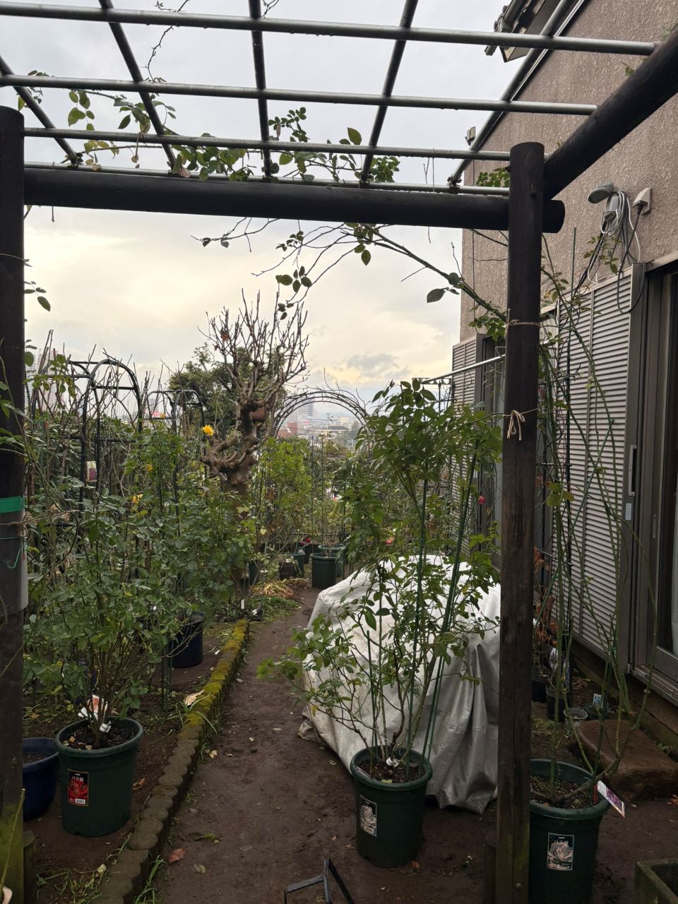 フランボワーズバニーユ開花苗の27週後