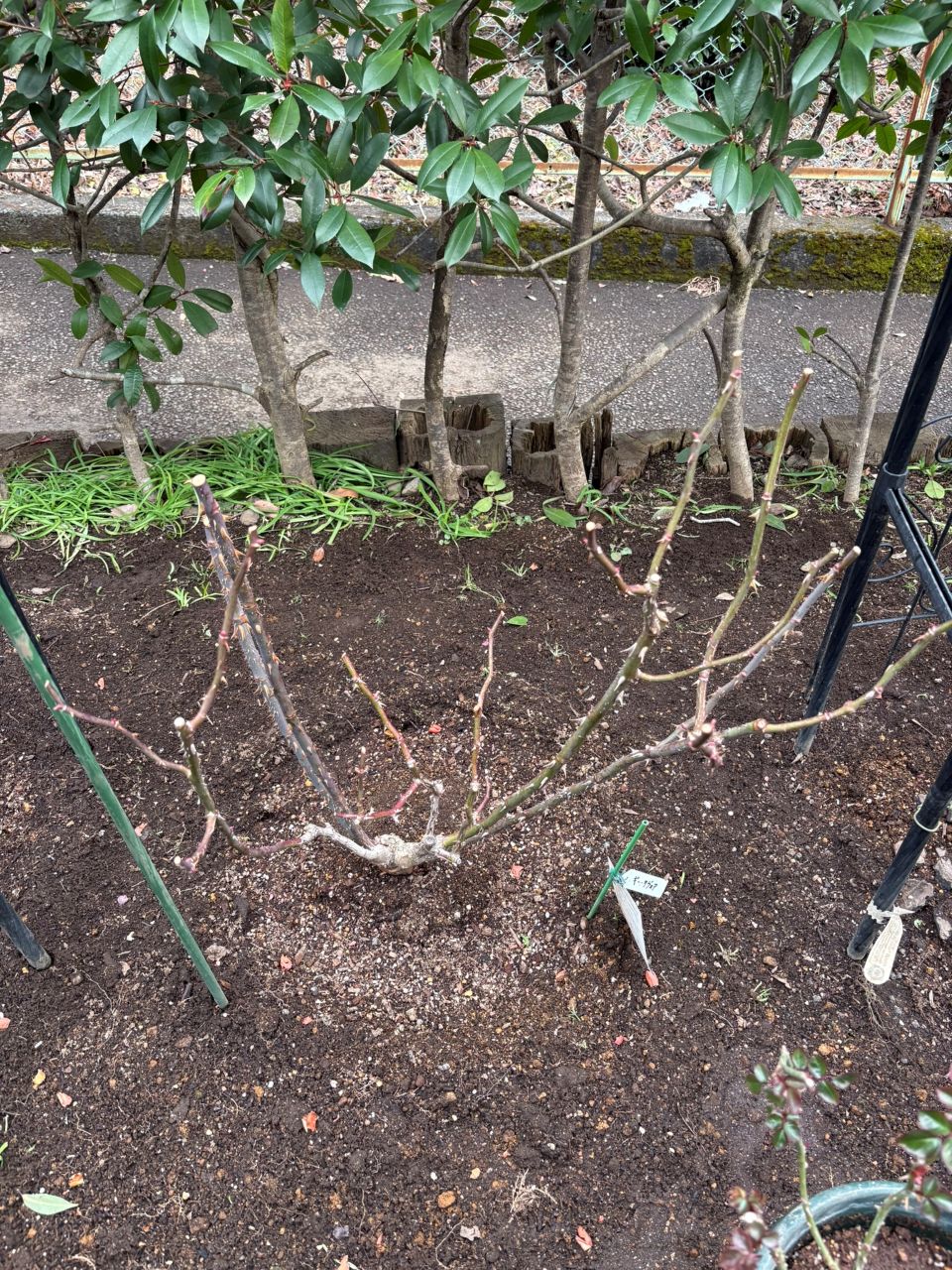 ギー・サヴォア大苗111週後