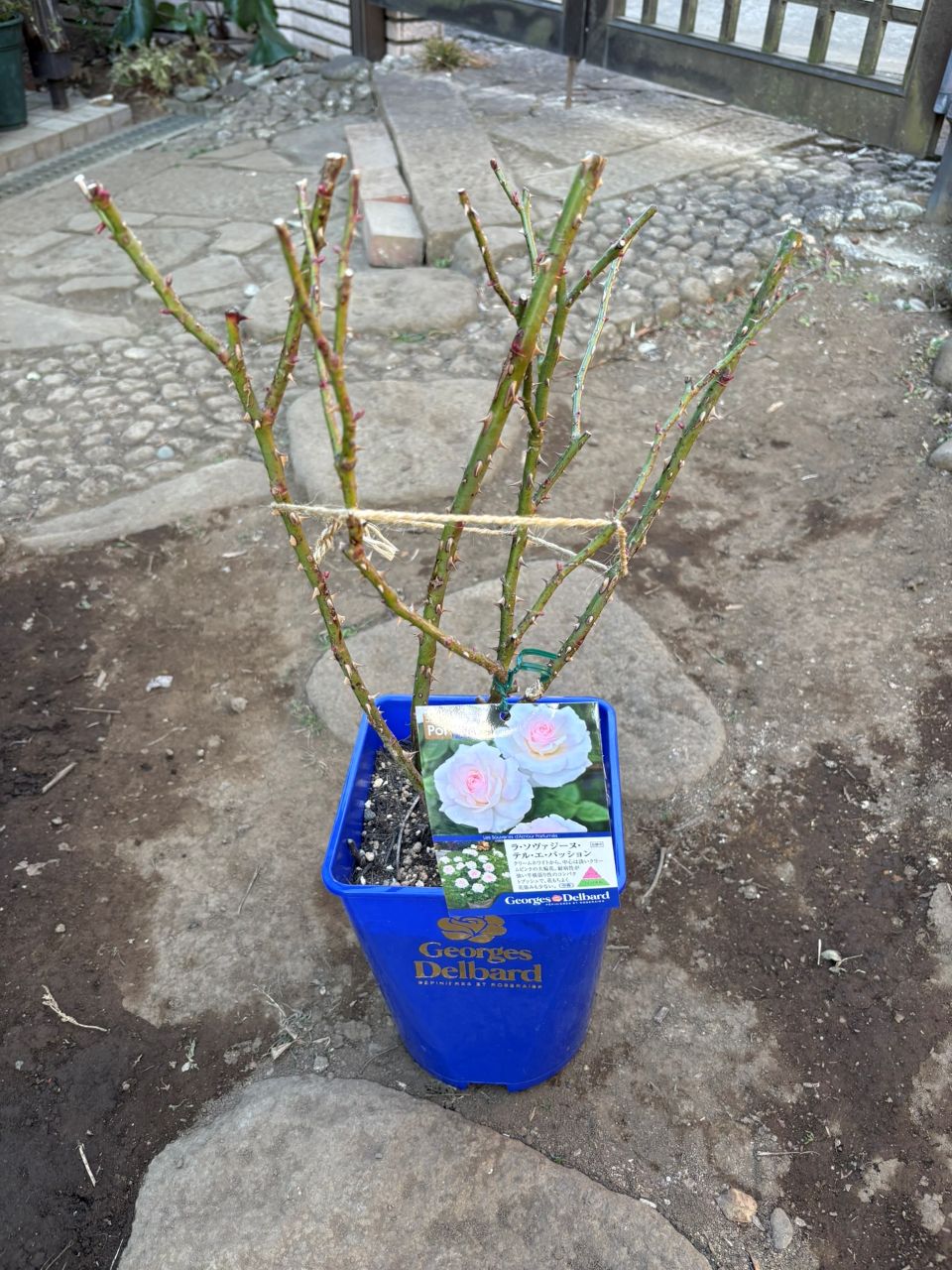 ラ・ソヴァジーヌ・テル・エ・パッション大苗購入